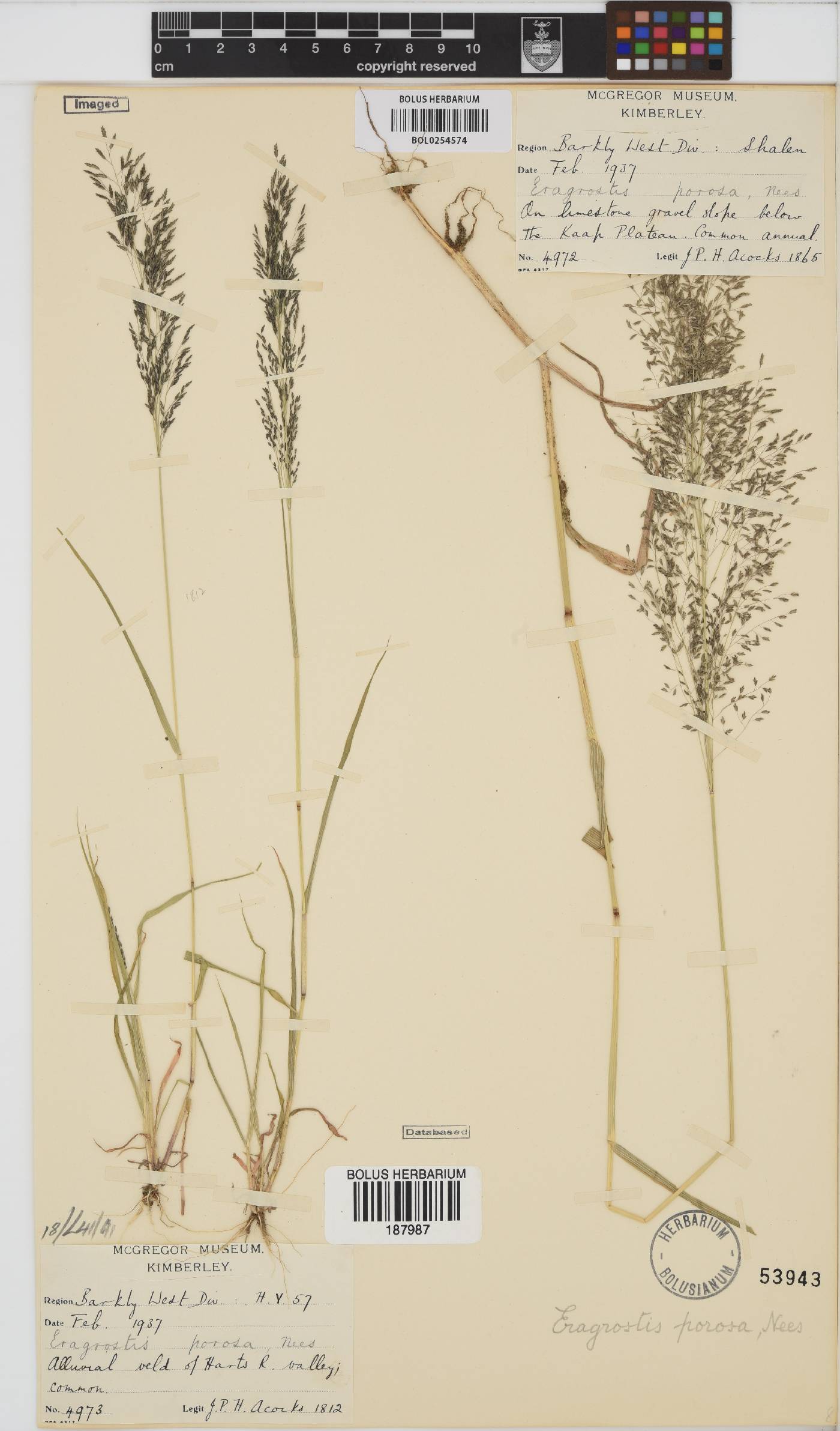 Eragrostis porosa image