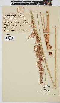 Miscanthus ecklonii image