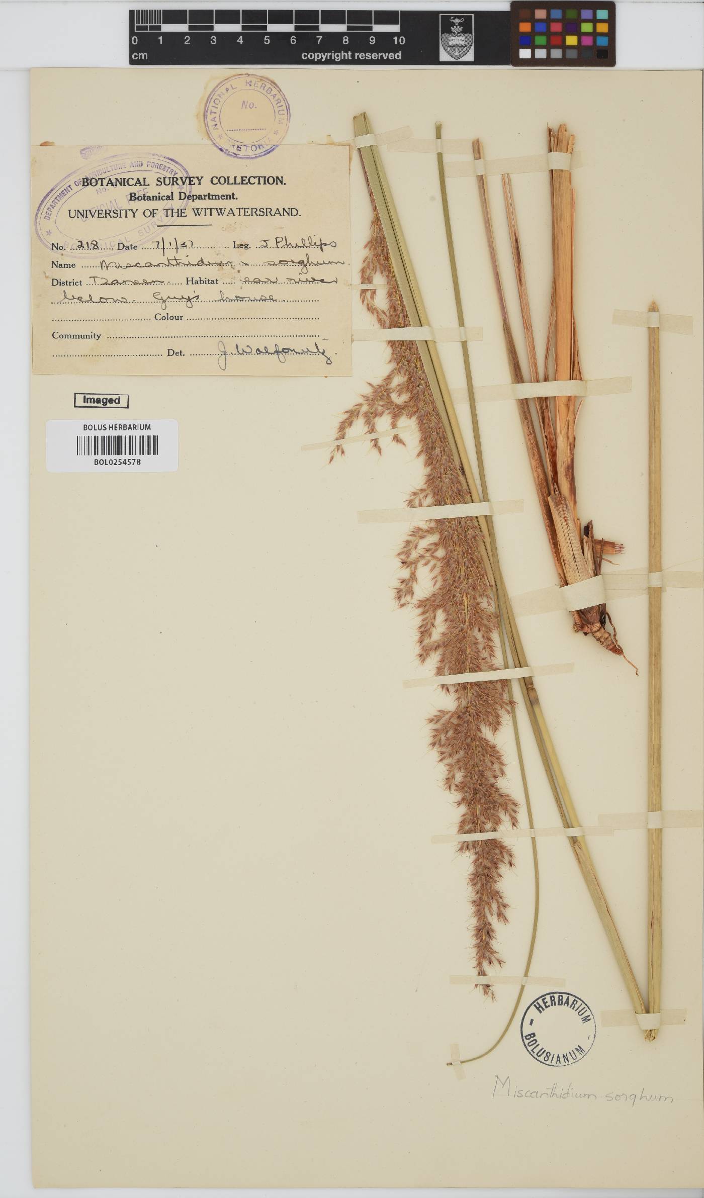 Miscanthus ecklonii image