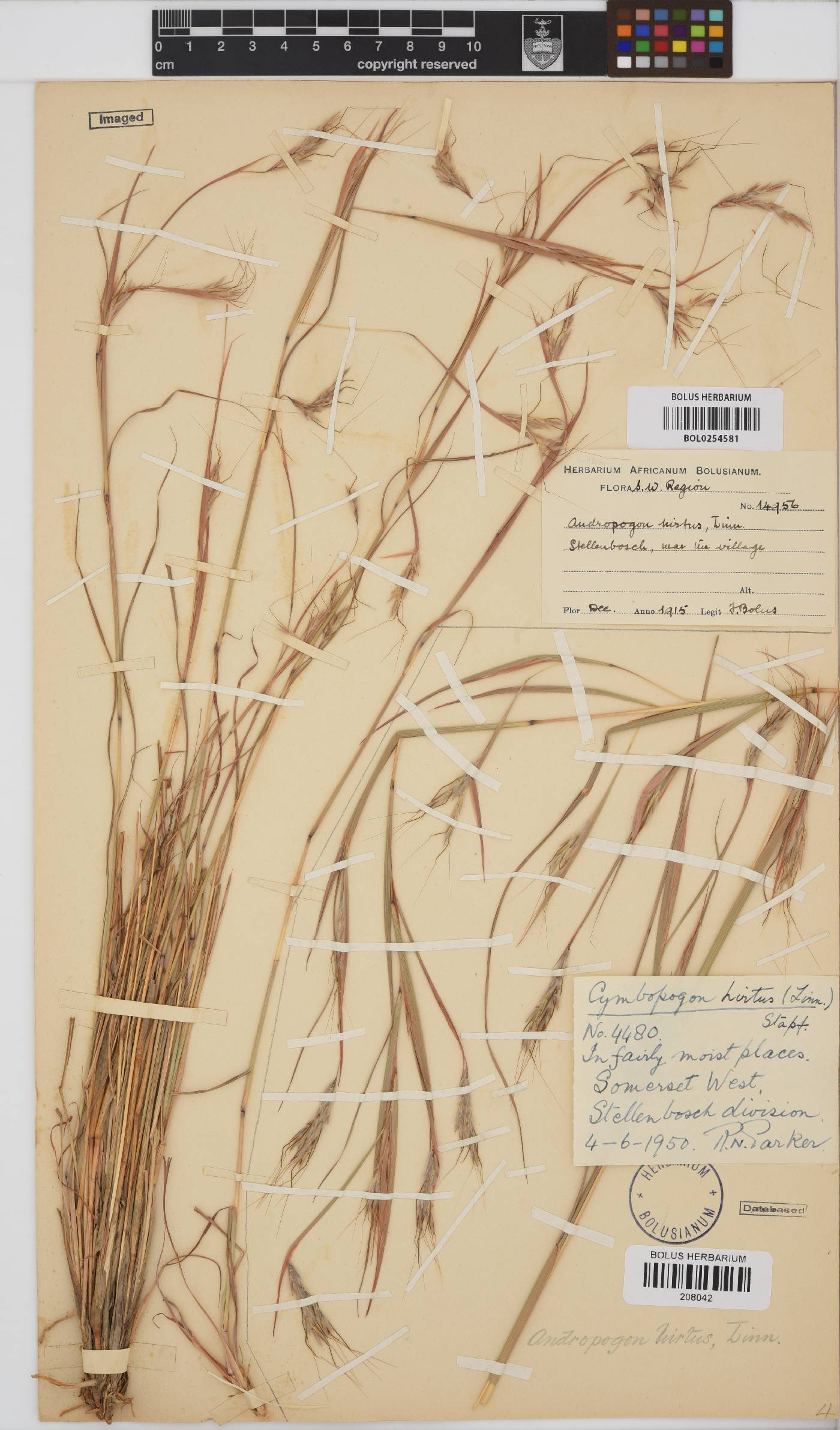 Hyparrhenia hirta image