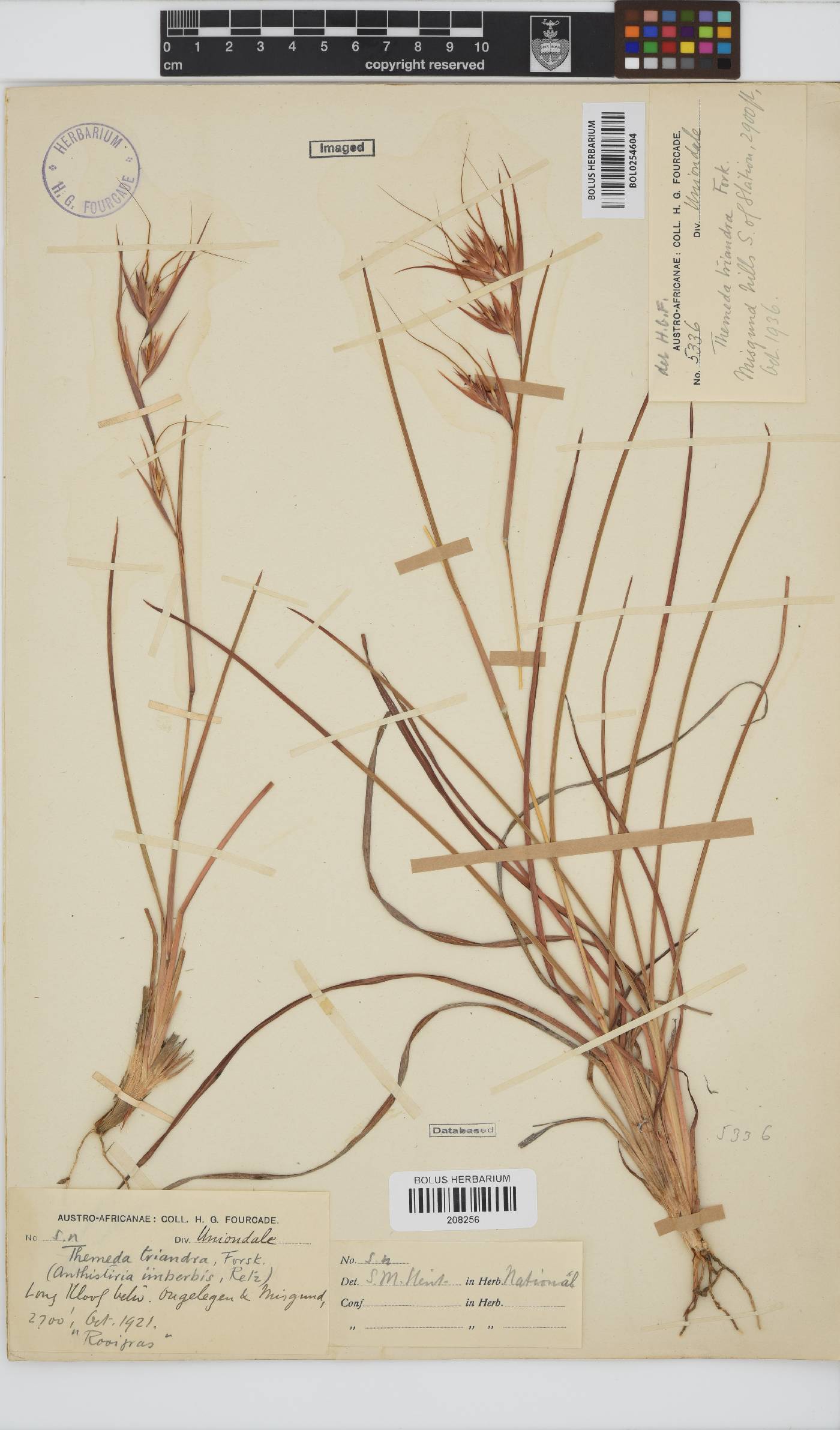 Themeda triandra image