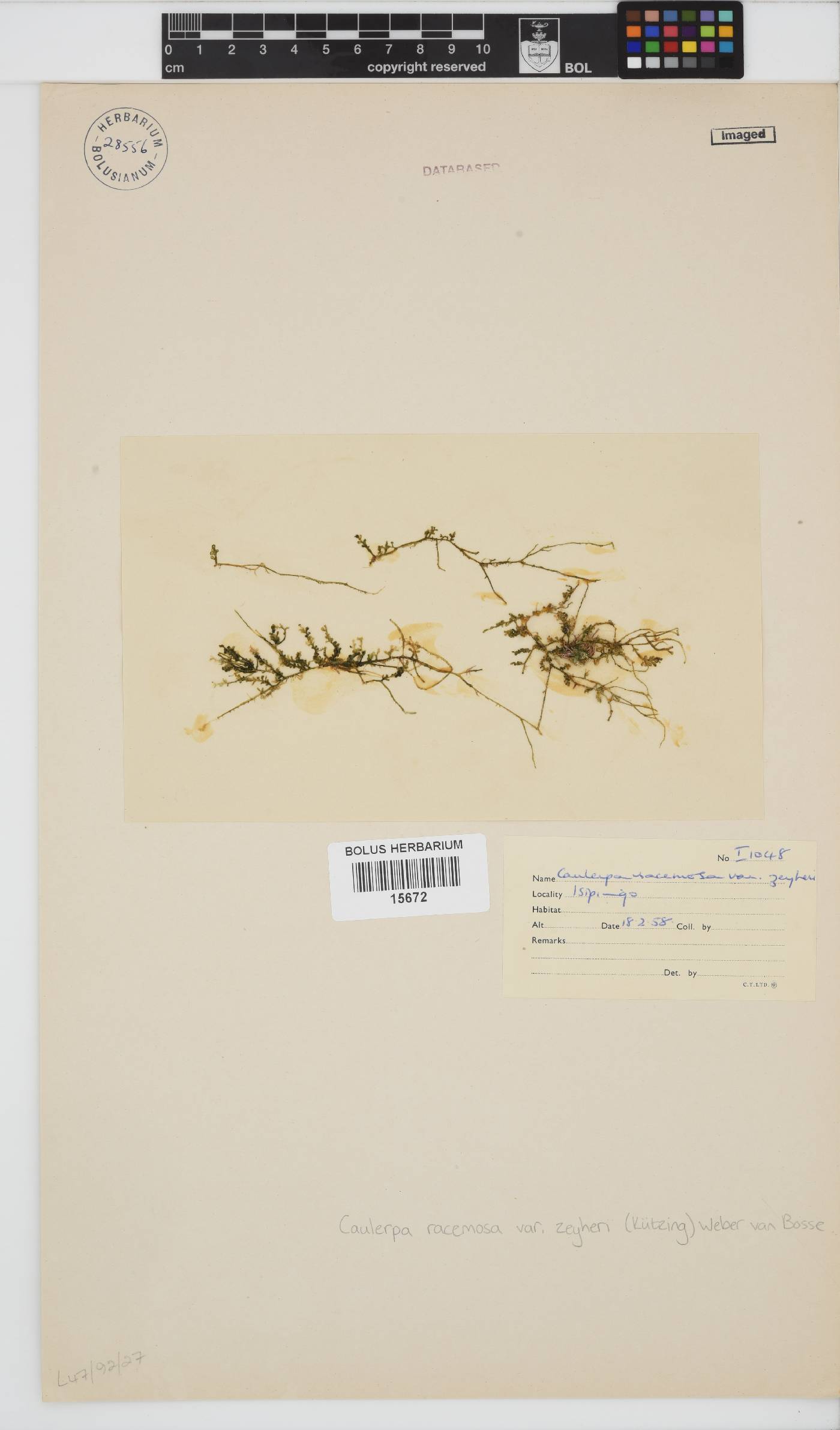 Caulerpa zeyheri image