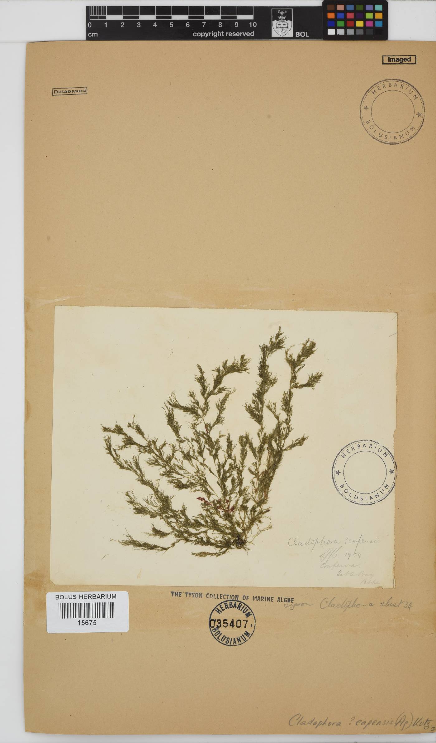 Cladophora capensis image