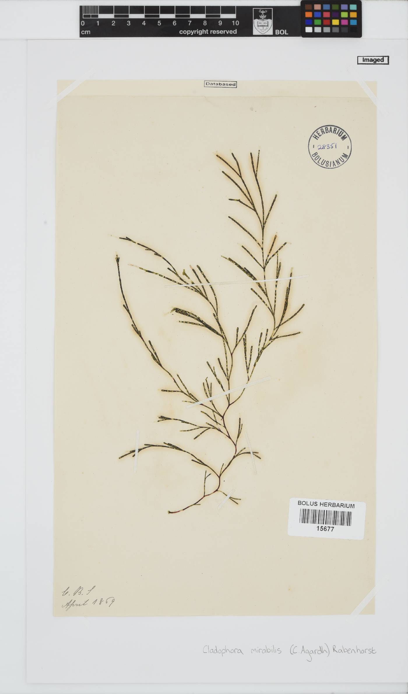Cladophoraceae image