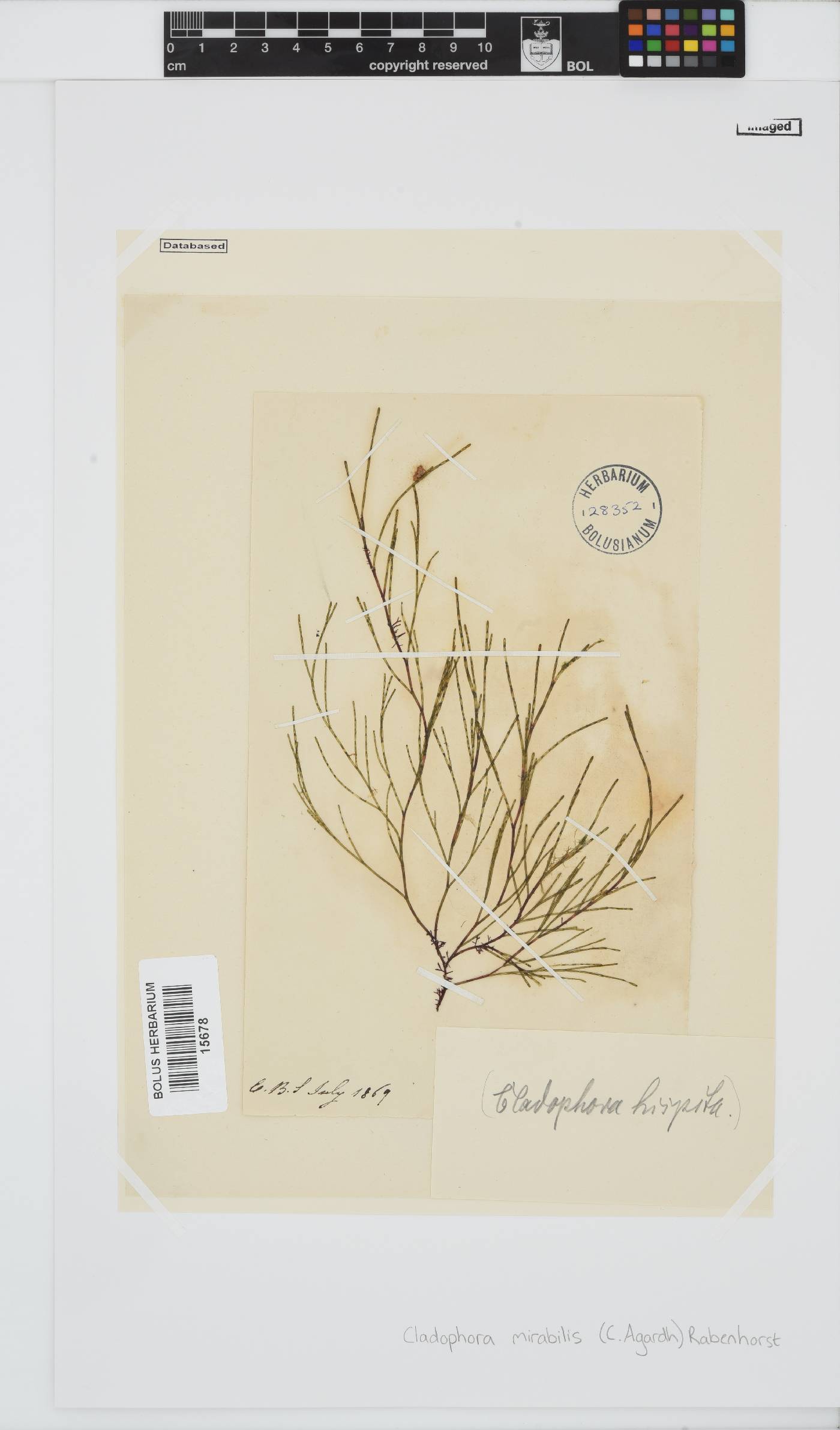 Lychaete mirabilis image