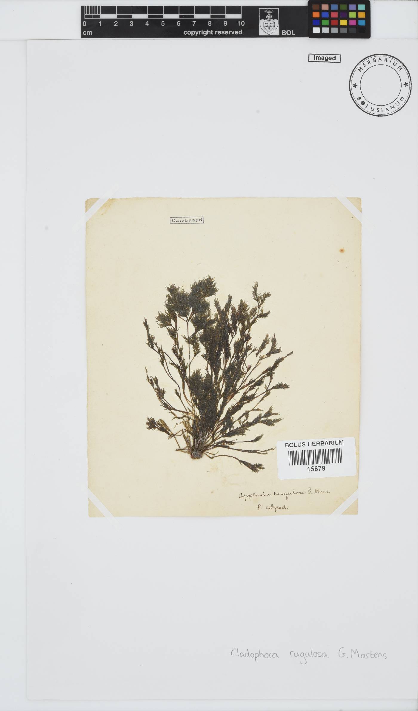 Cladophoraceae image