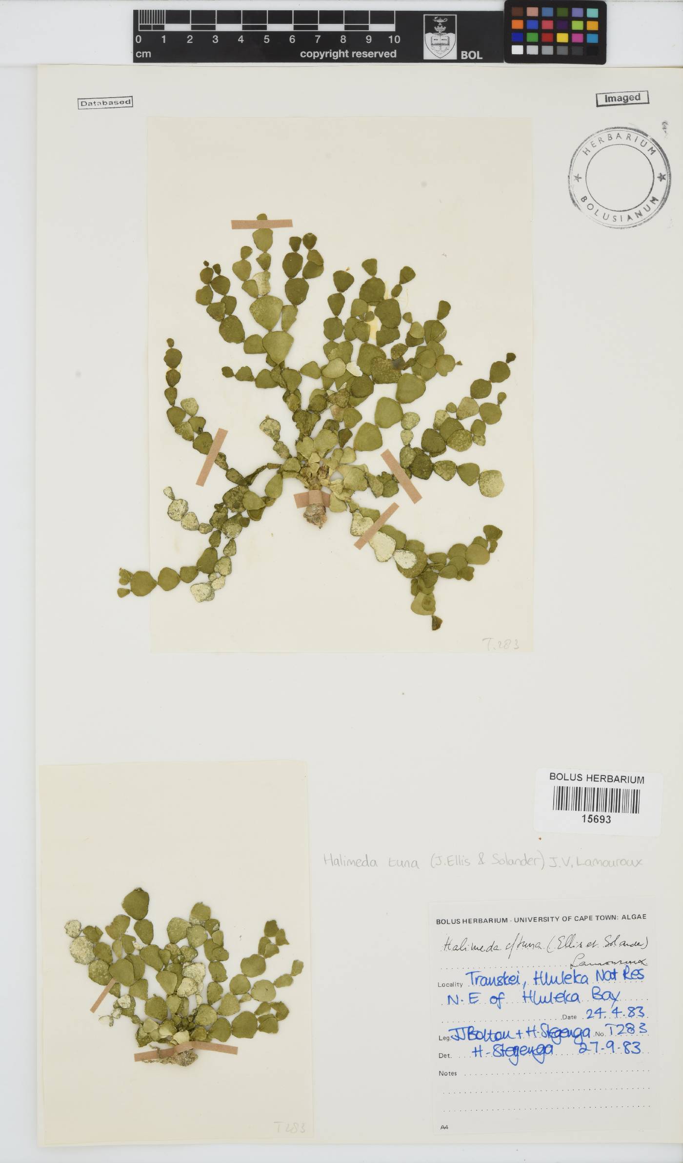 Halimeda tuna image