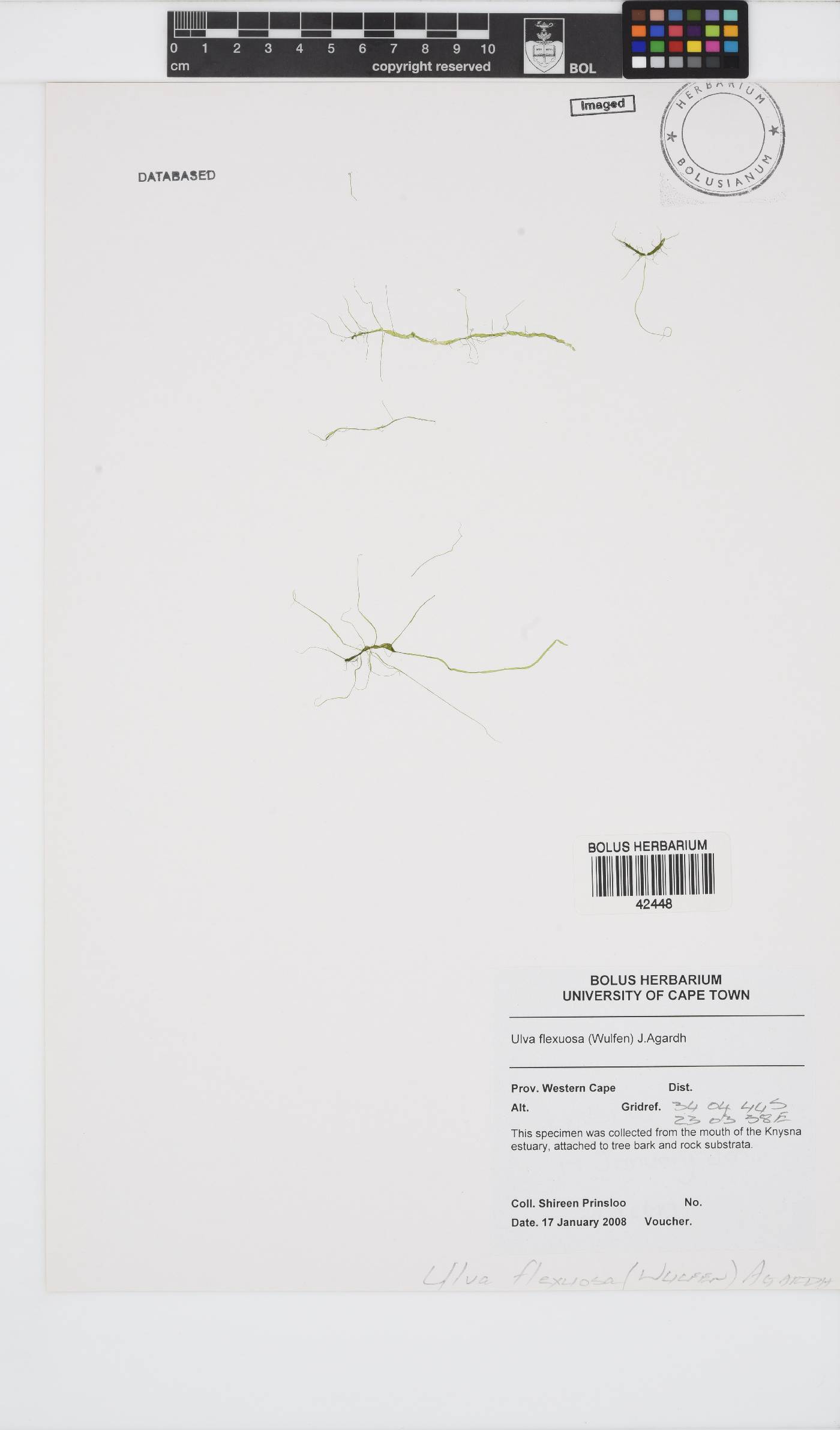Ulva flexuosa image
