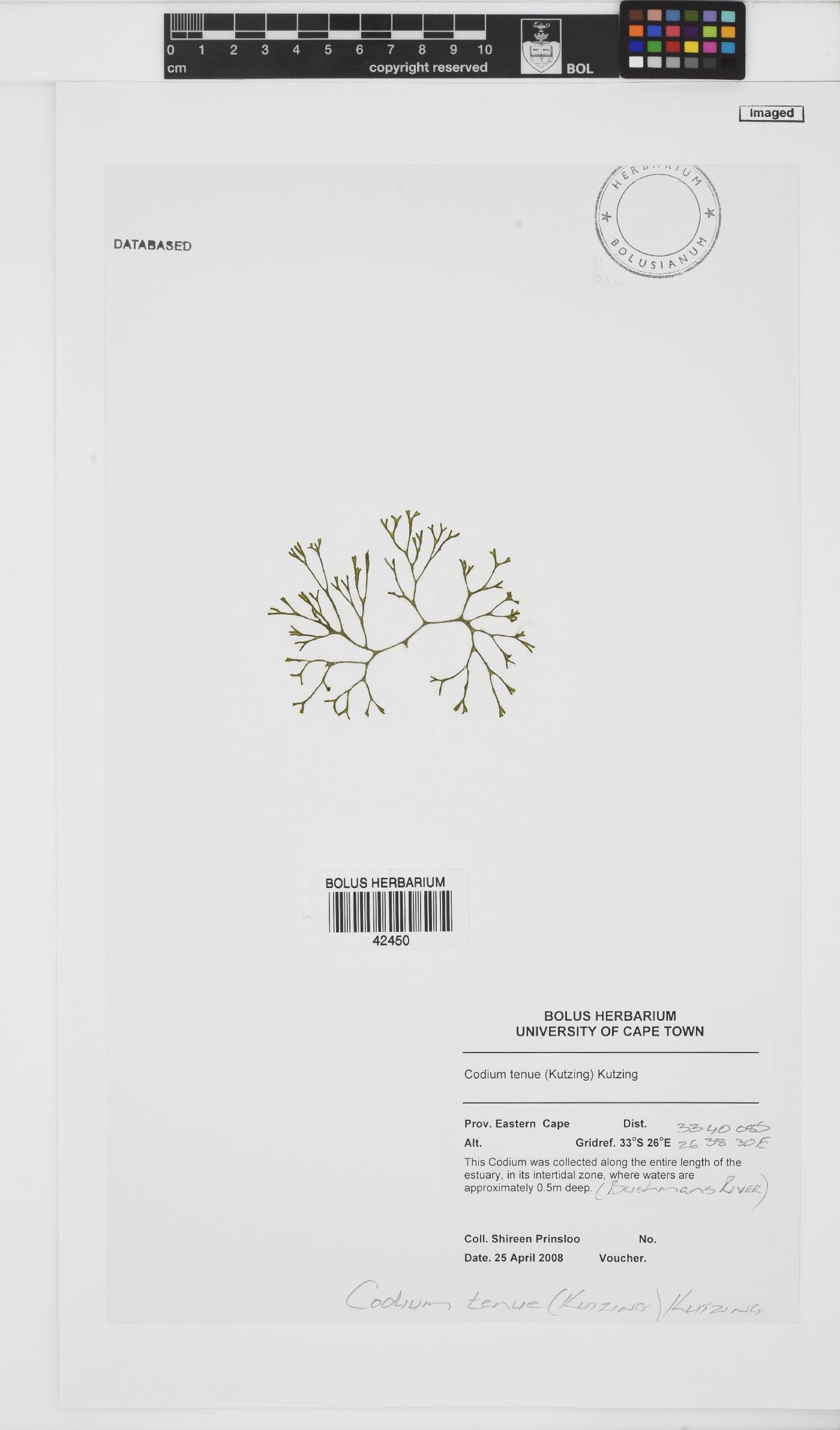 Codiaceae image