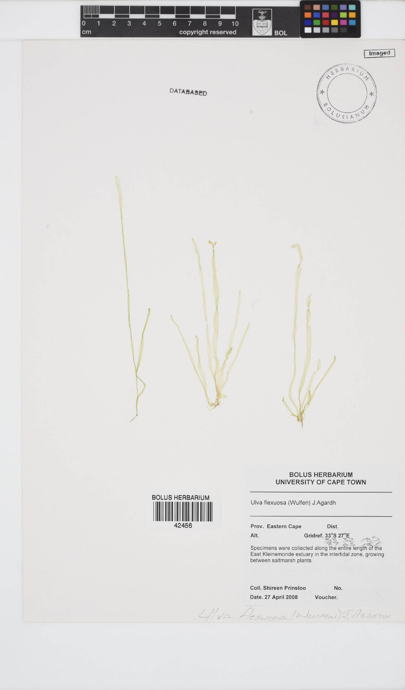 Ulva flexuosa image