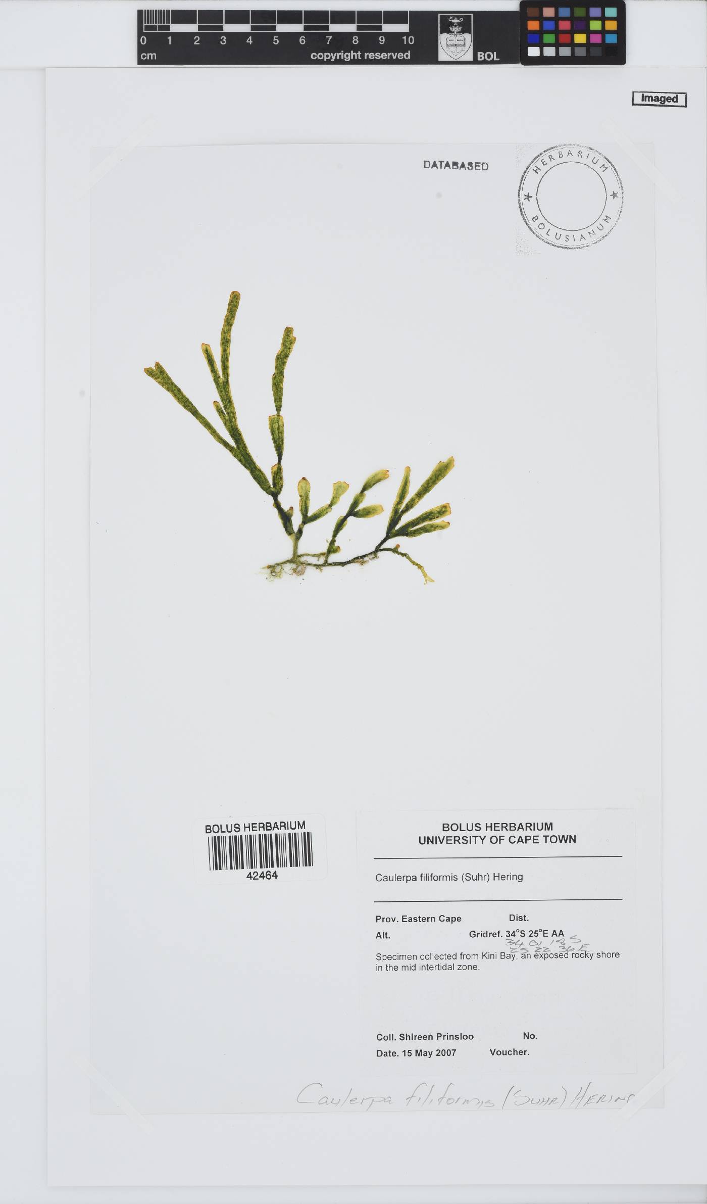 Caulerpa filiformis image