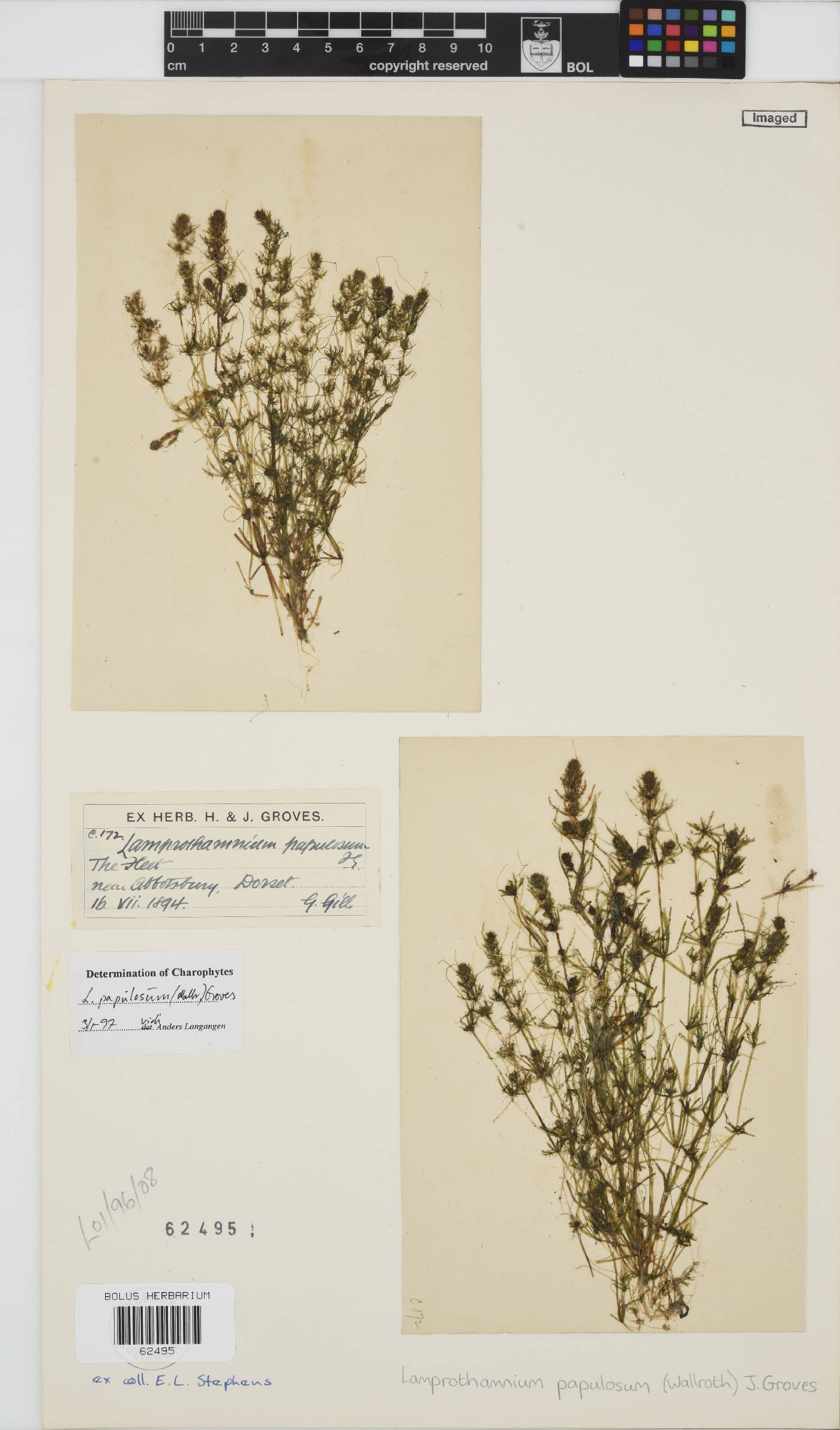 Lamprothamnium papulosum image