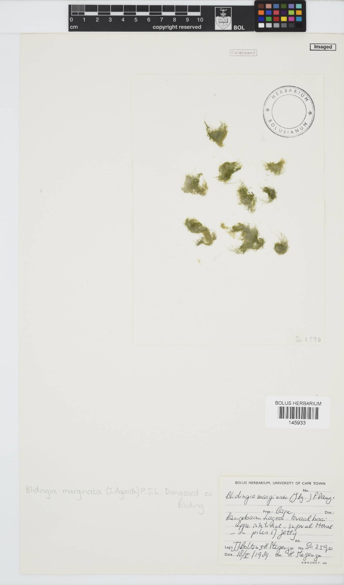 Blidingia marginata image