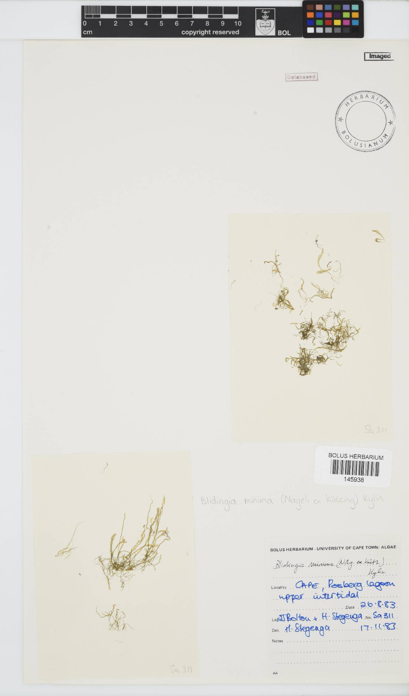 Blidingia minima image