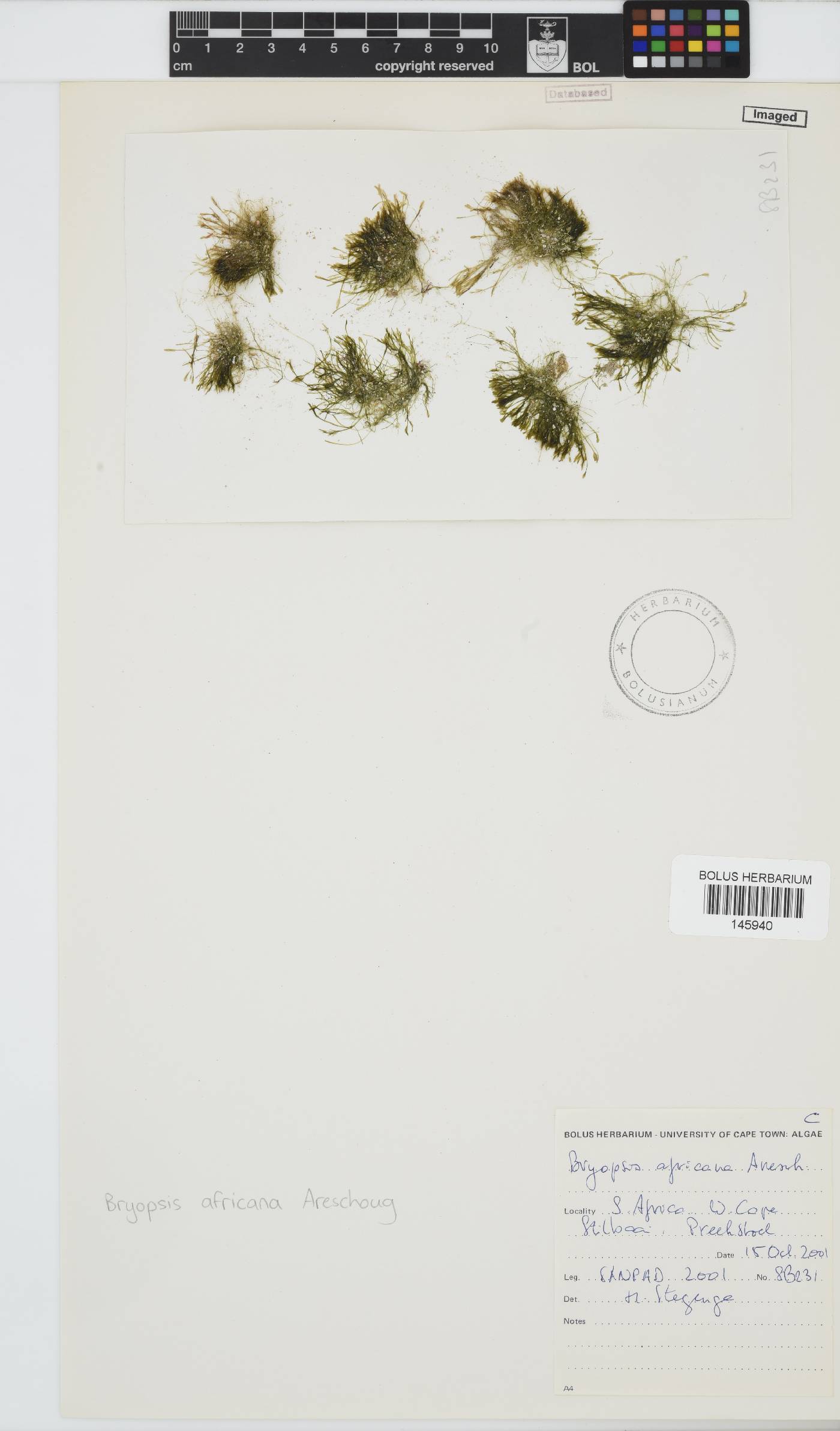 Bryopsis africana image