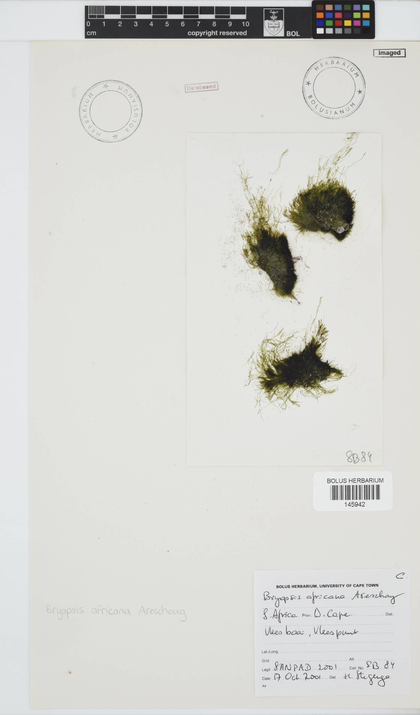 Bryopsis africana image
