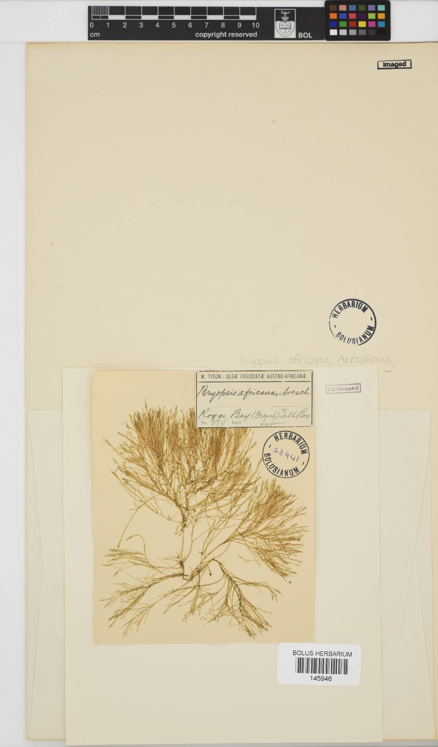Bryopsis africana image