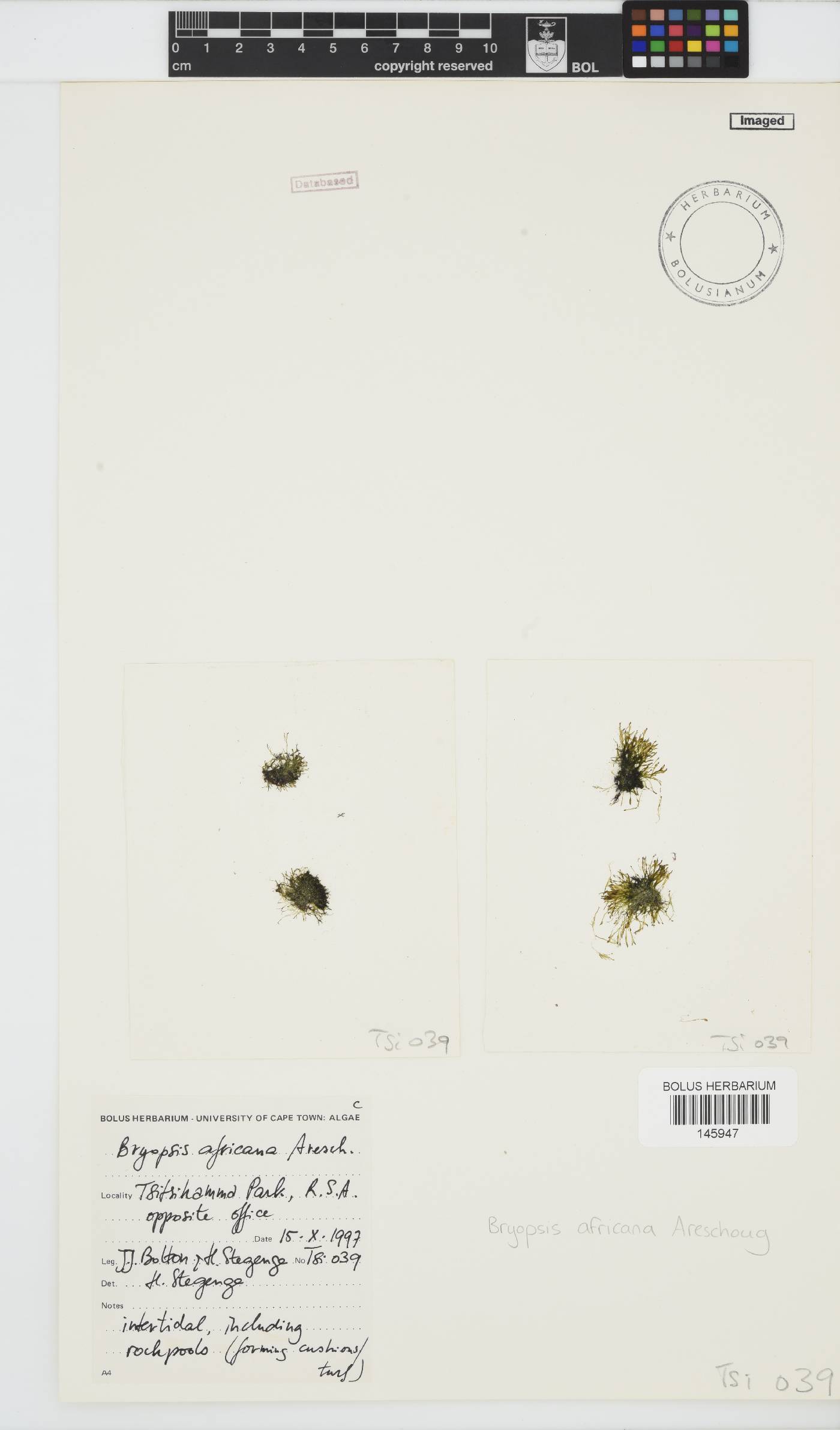 Bryopsis africana image