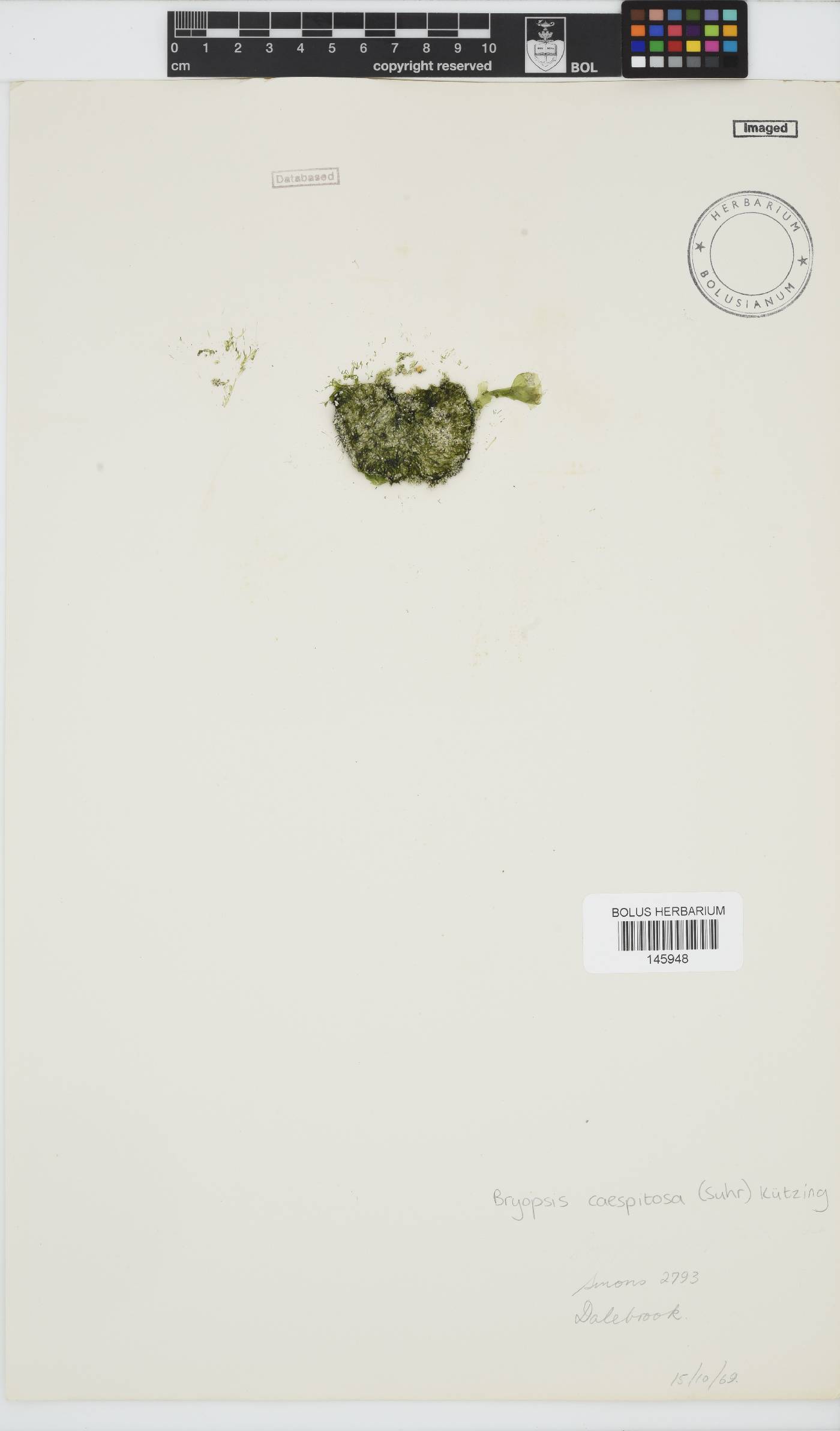 Bryopsis cespitosa image