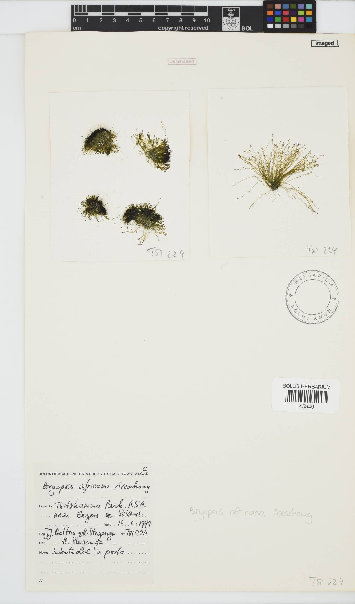 Bryopsis africana image