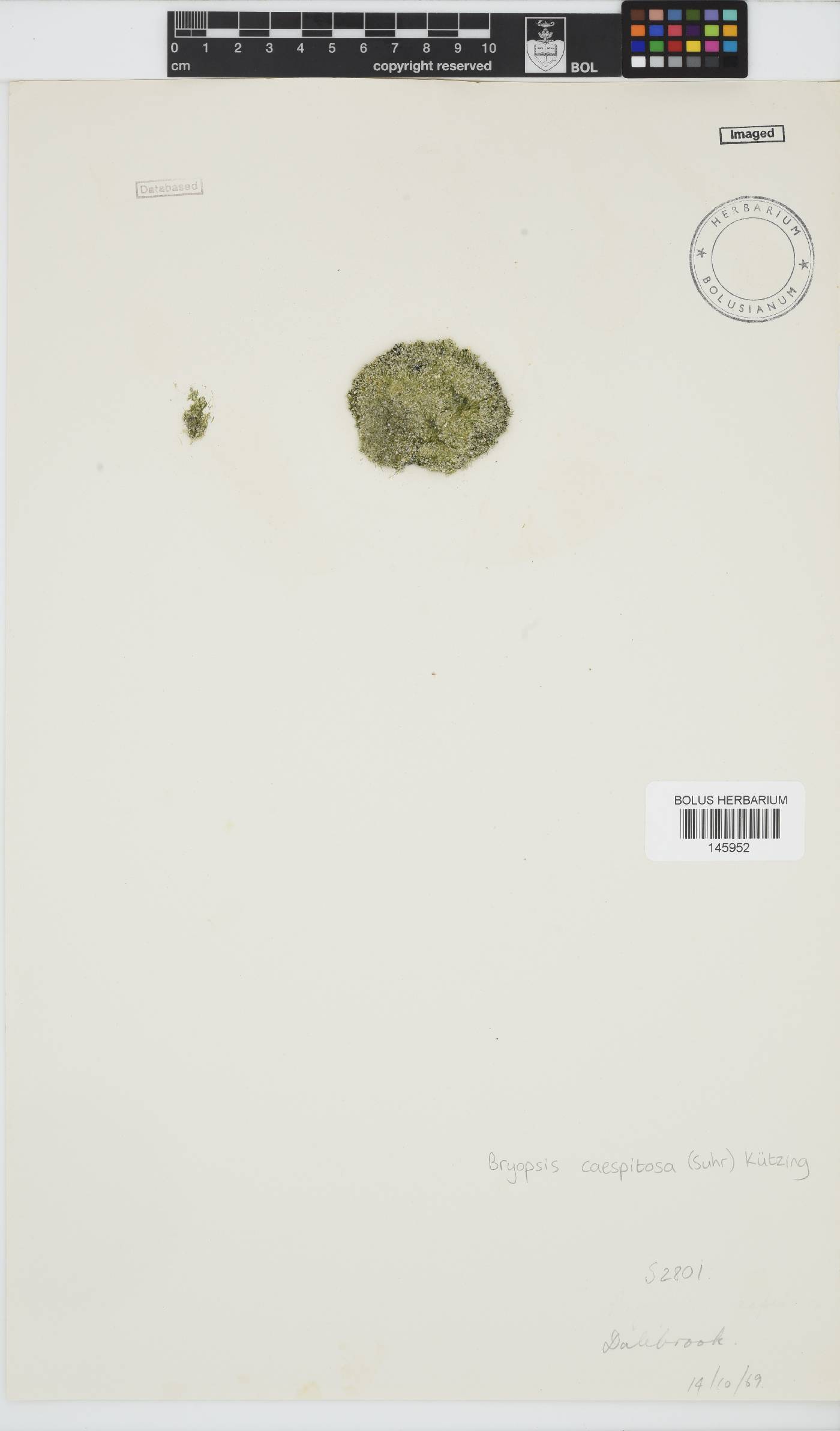 Bryopsis cespitosa image