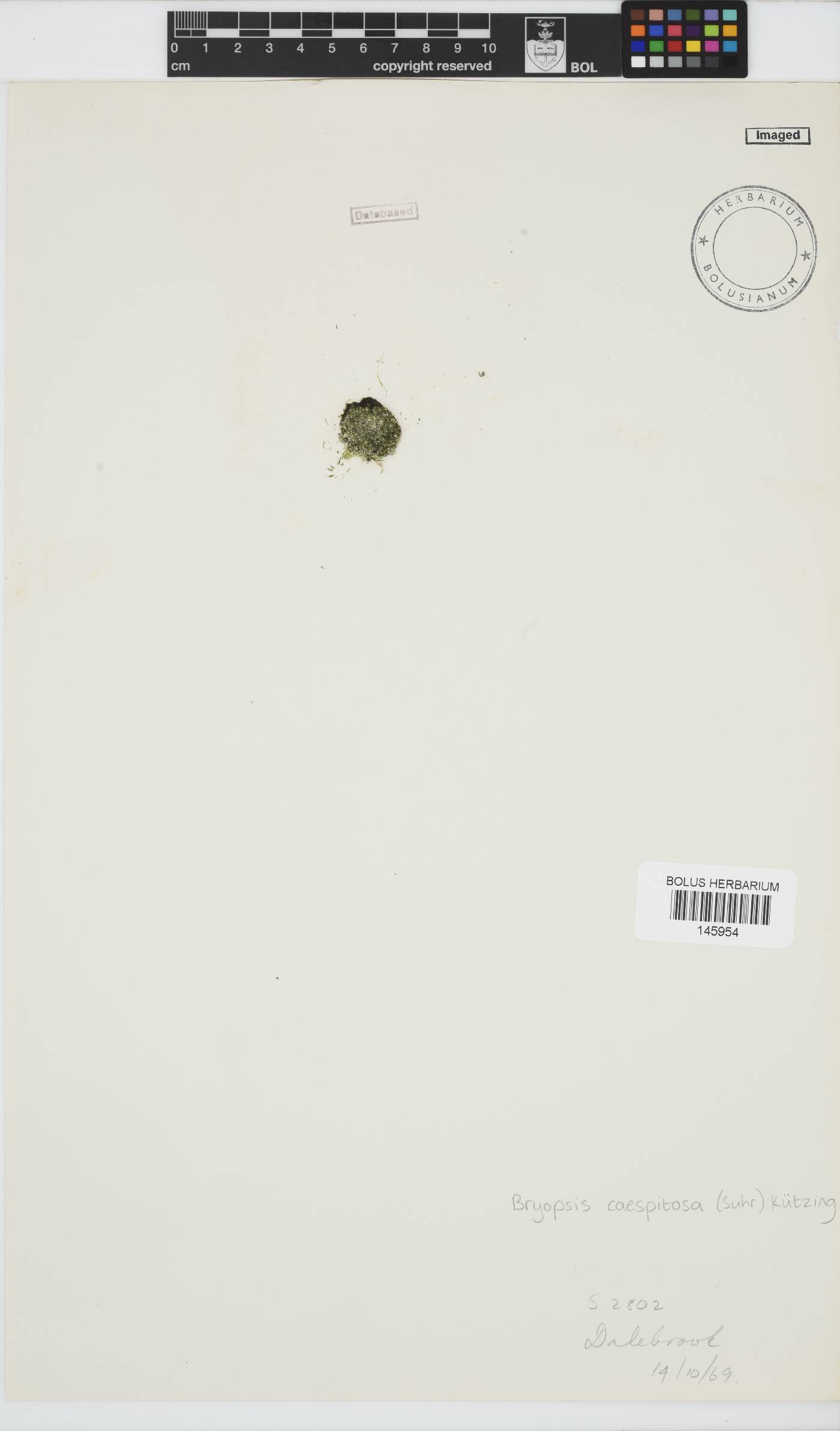 Bryopsis cespitosa image