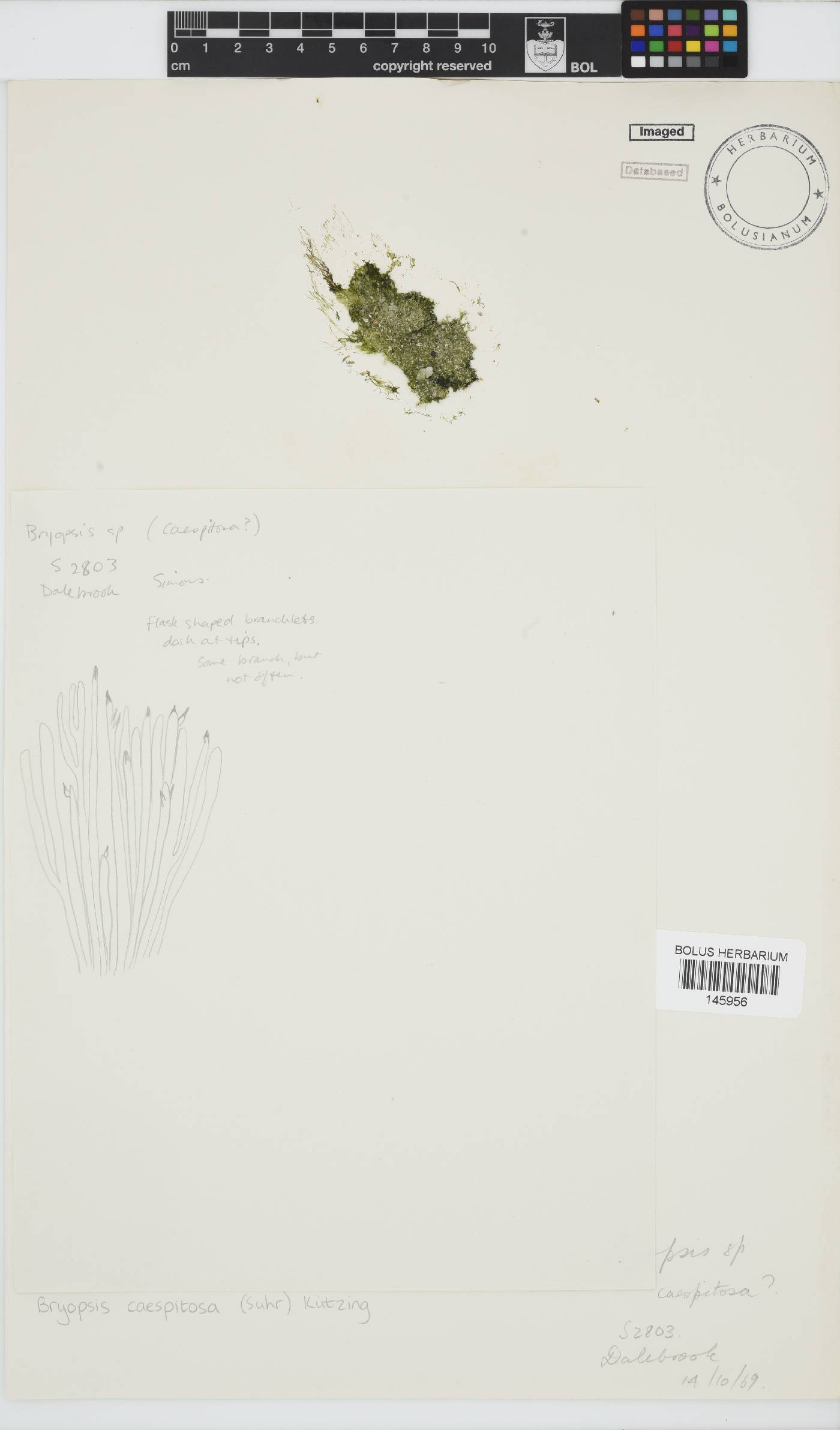 Bryopsis cespitosa image