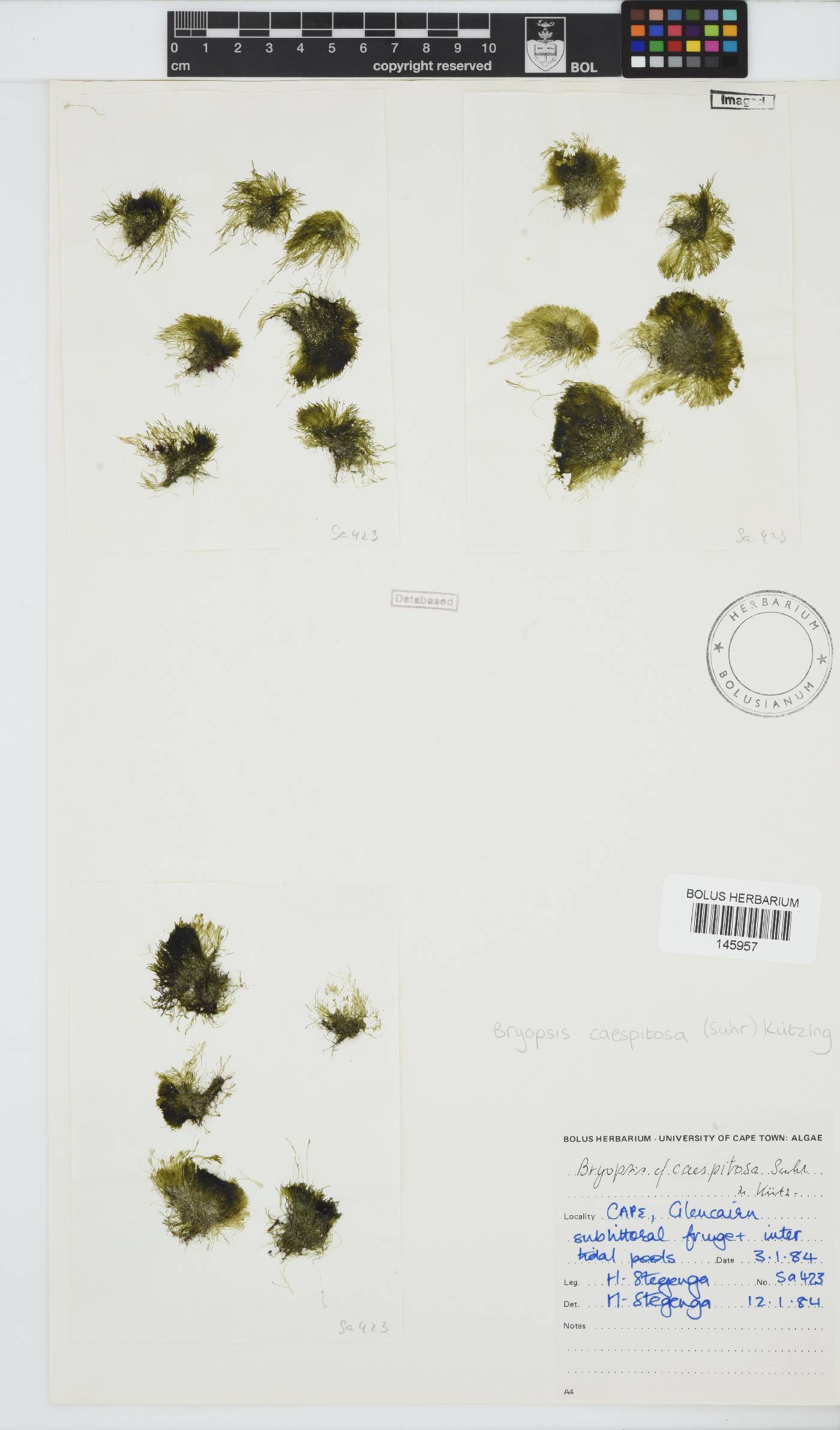 Bryopsis cespitosa image