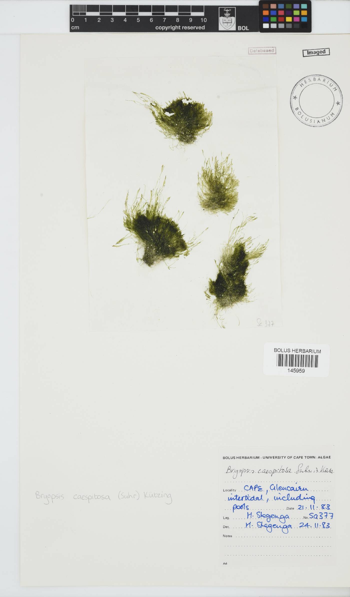 Bryopsis cespitosa image