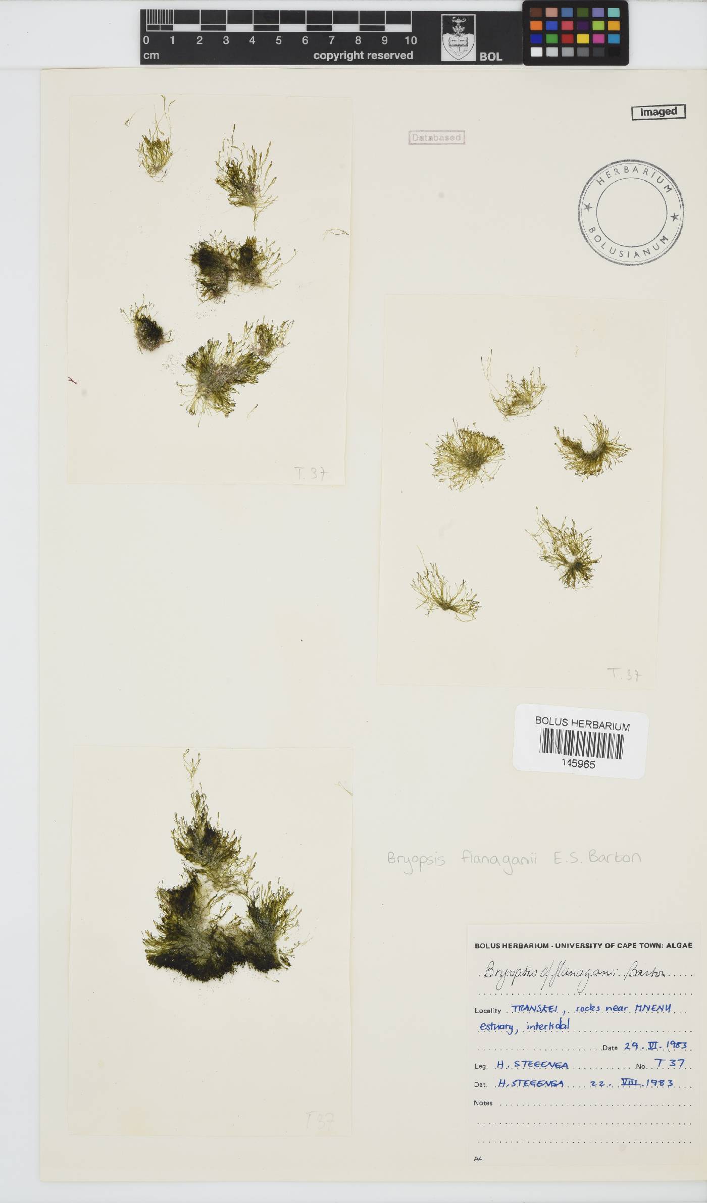 Bryopsis flanaganii image