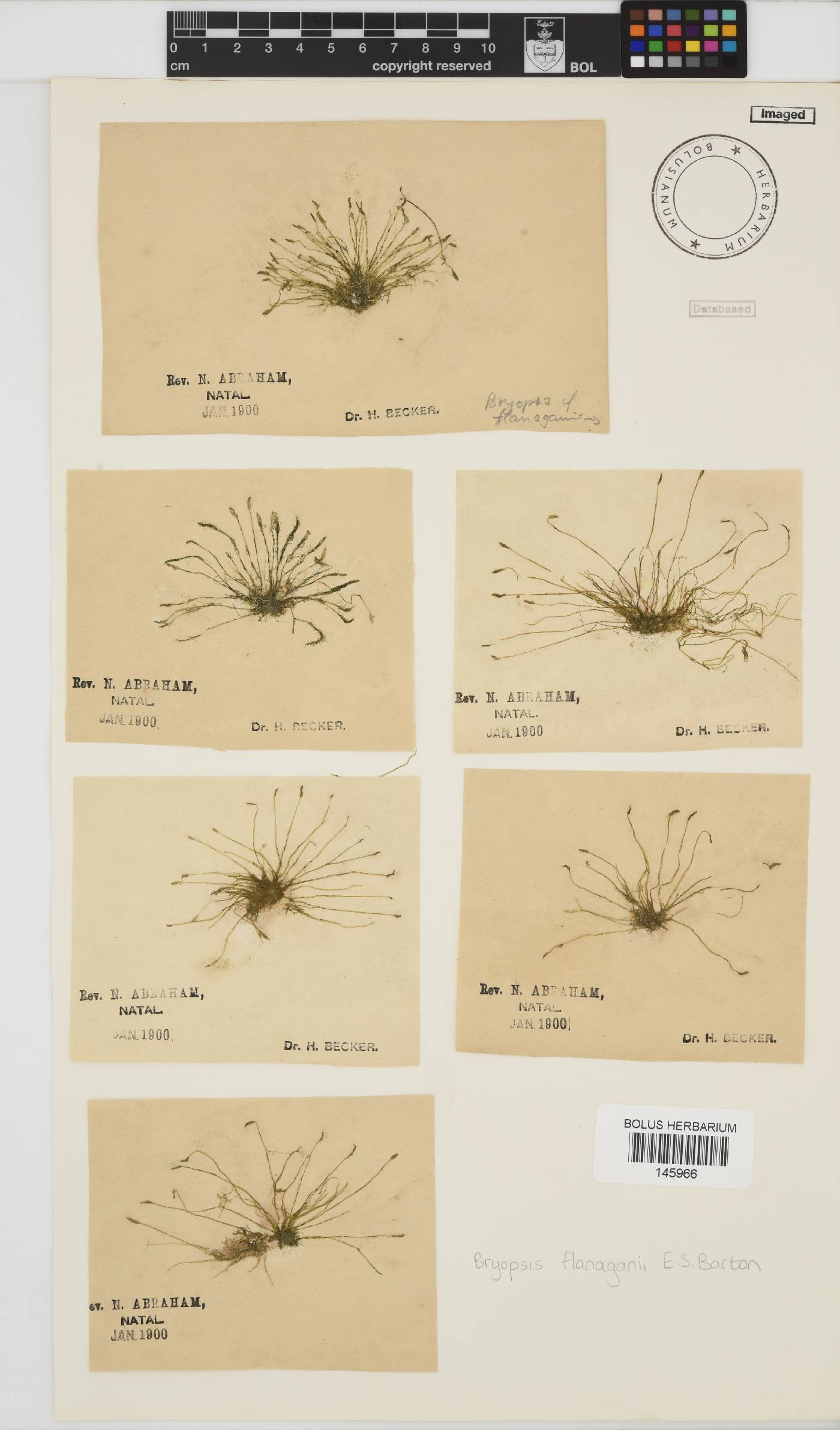 Bryopsis flanaganii image