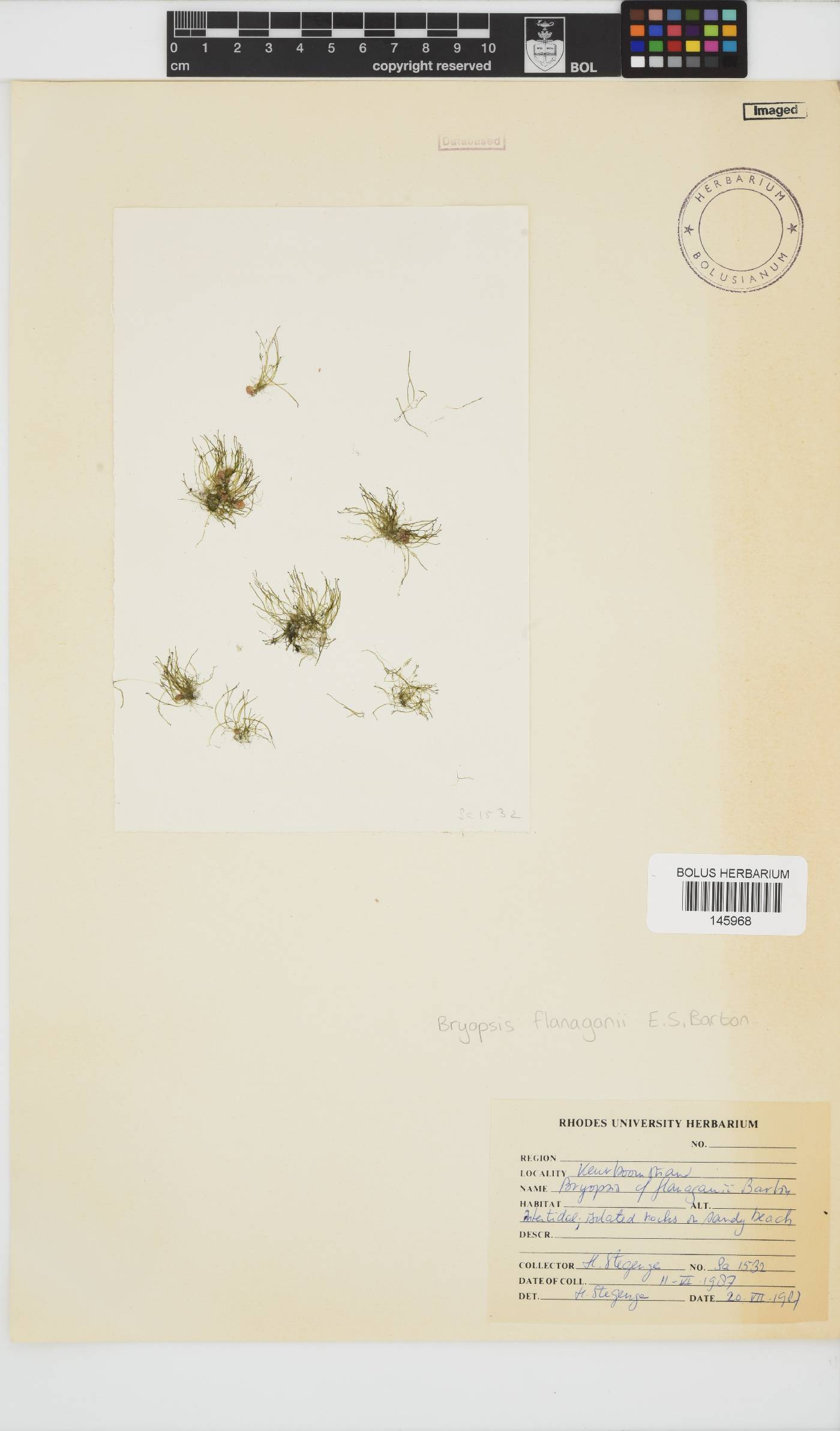 Bryopsis flanaganii image