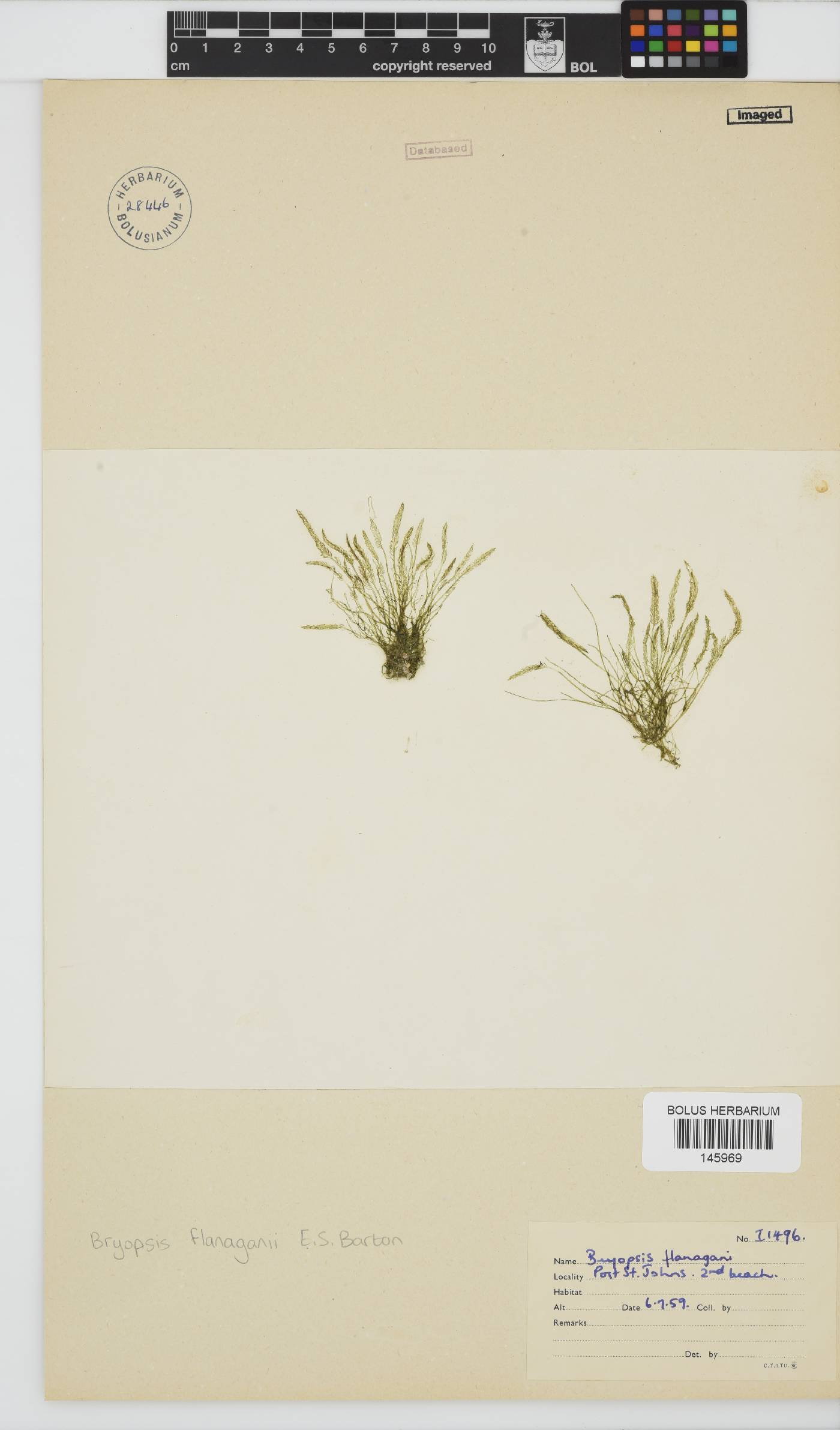 Bryopsis flanaganii image
