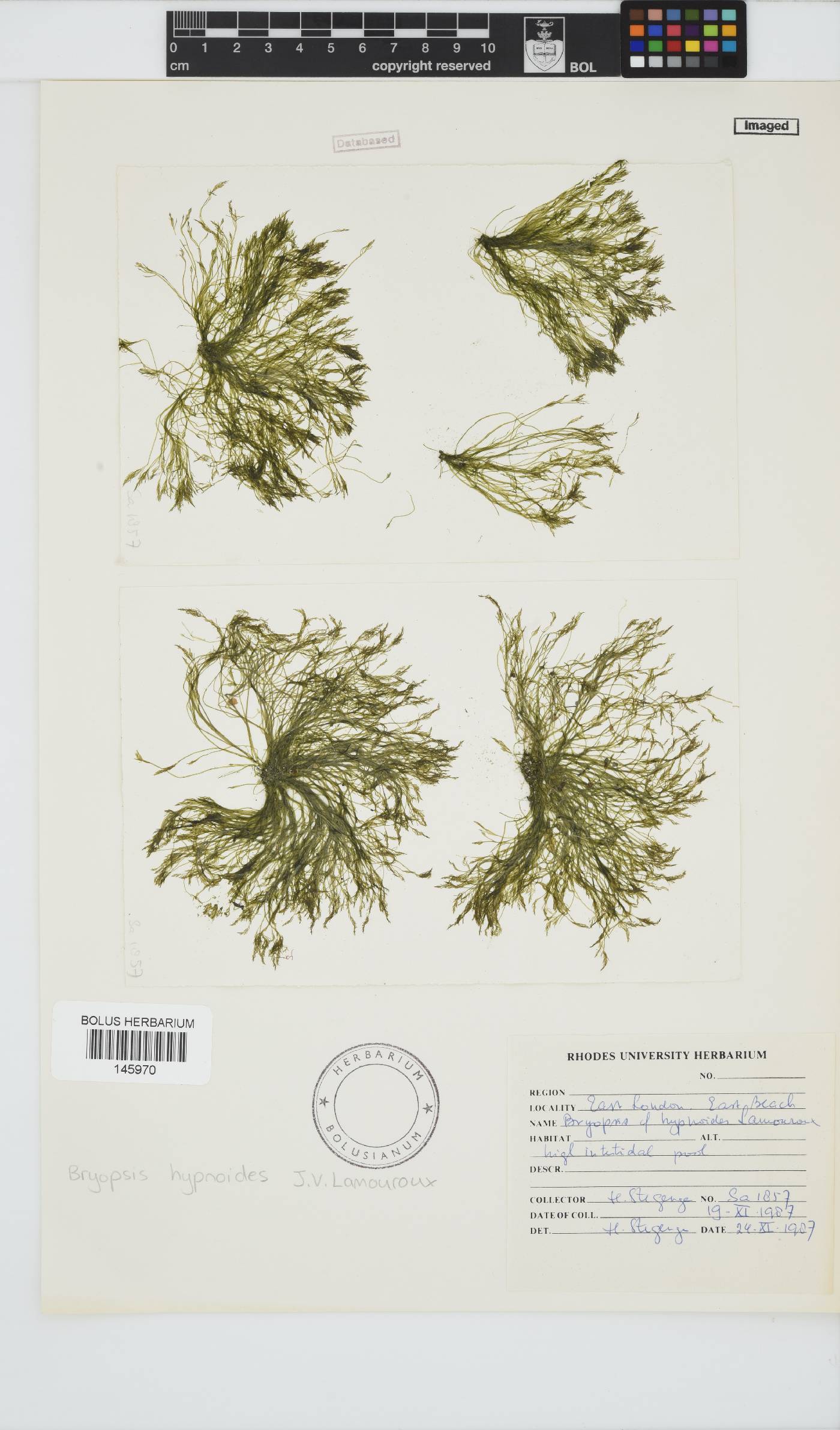 Bryopsis hypnoides image
