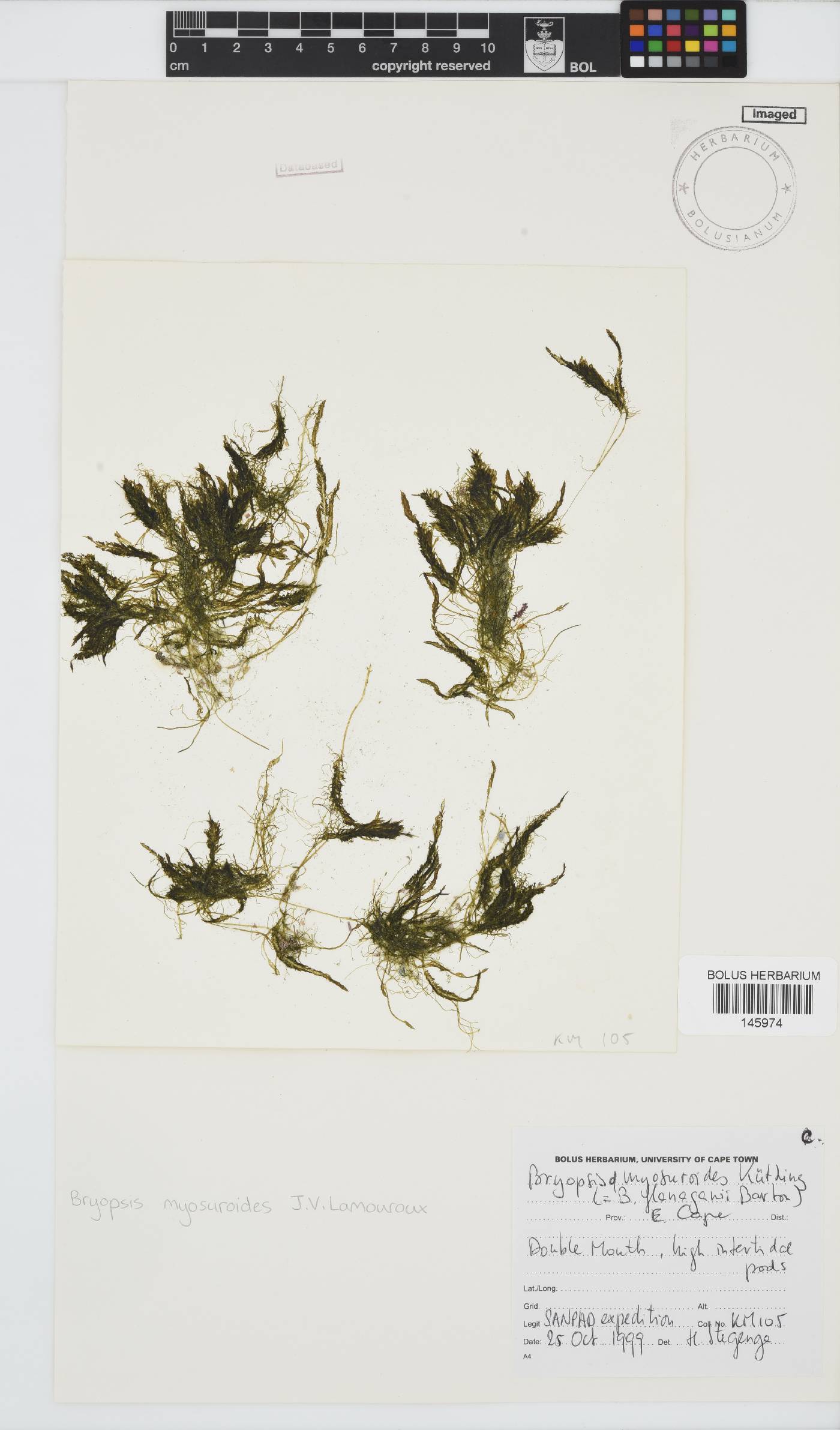 Bryopsis myosuroides image