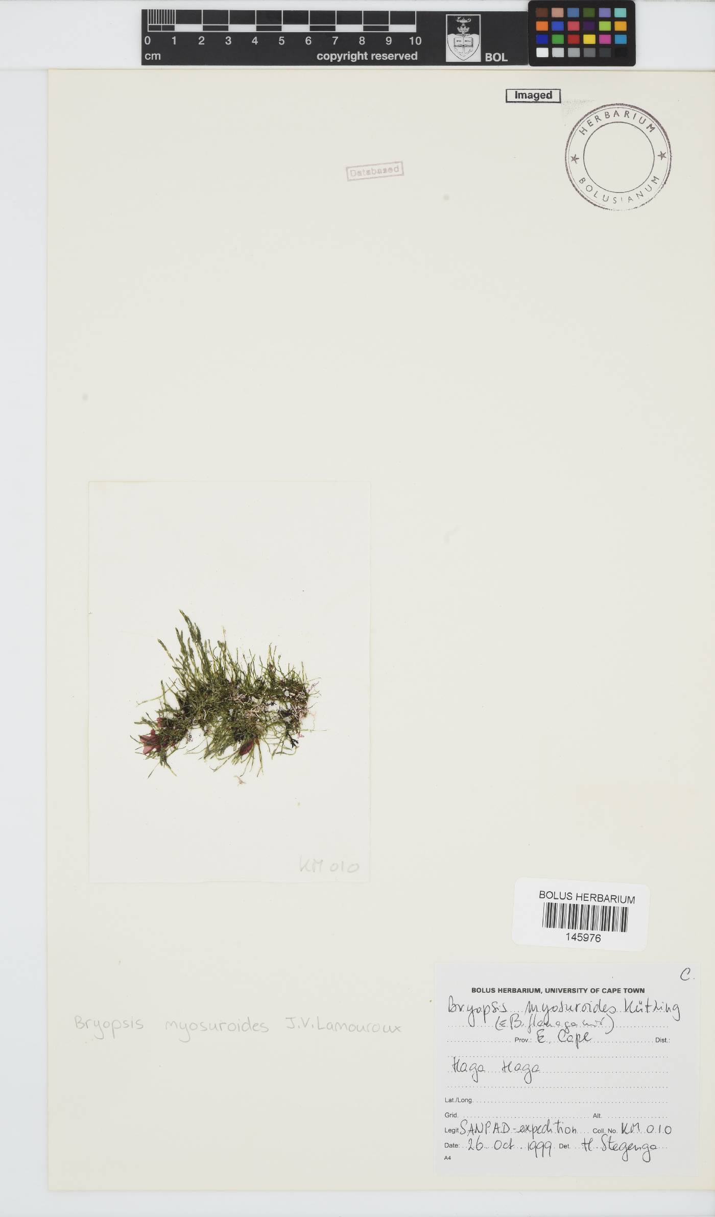 Bryopsis myosuroides image