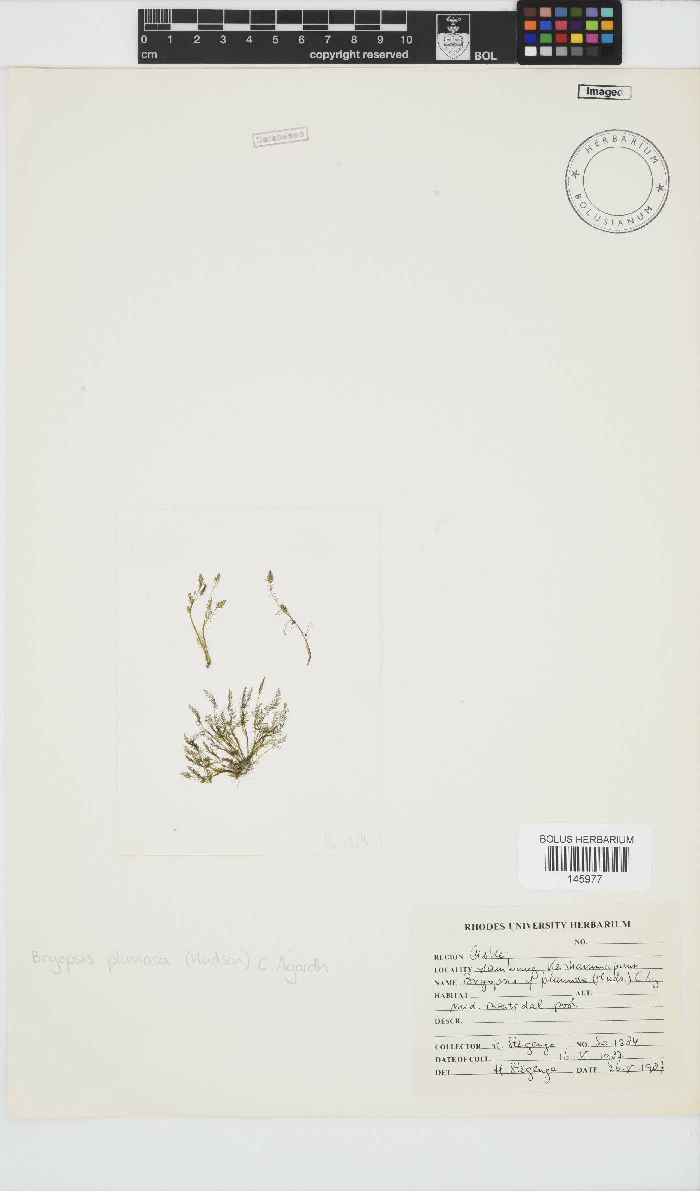 Bryopsis plumosa image