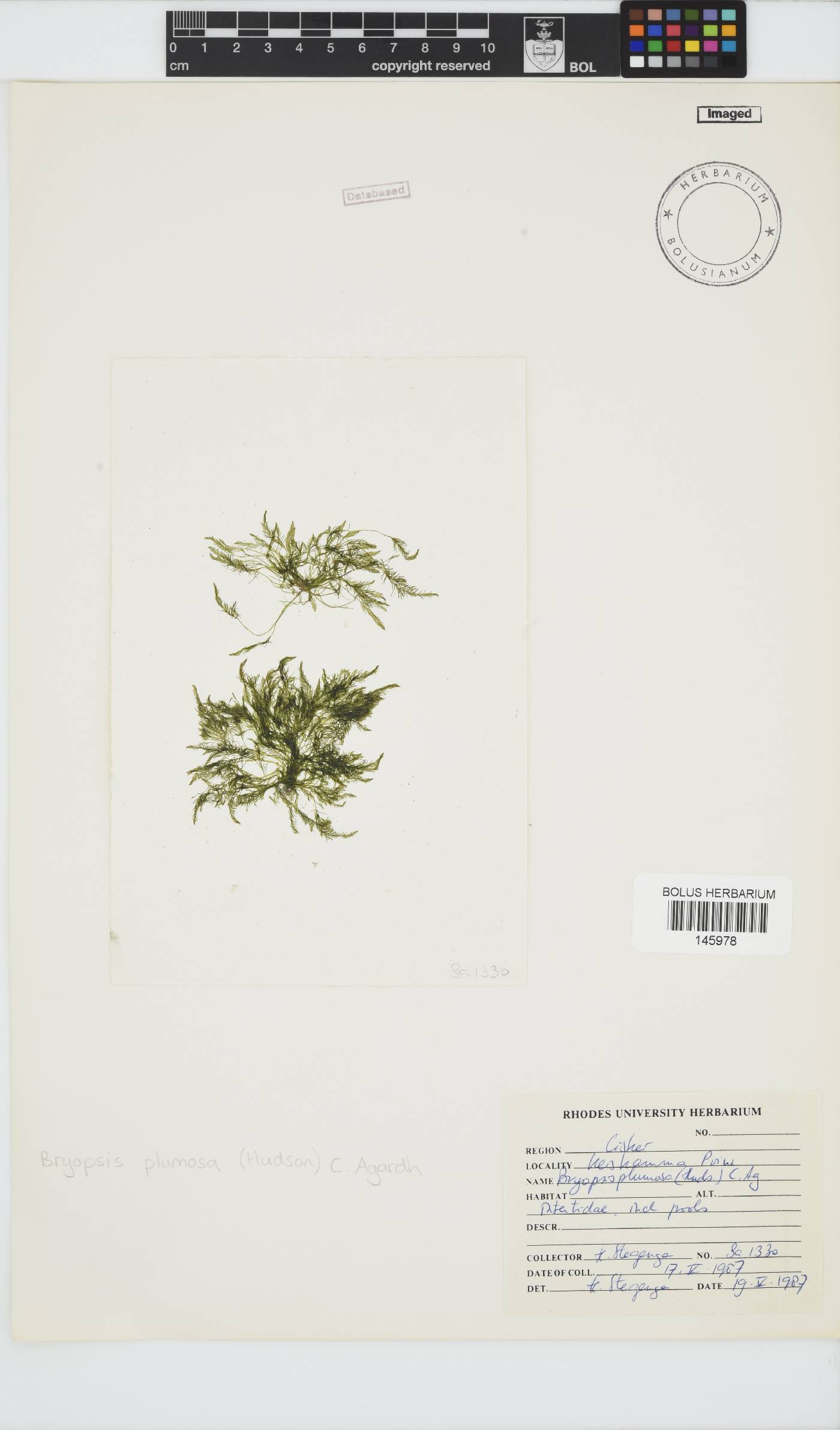 Bryopsis plumosa image