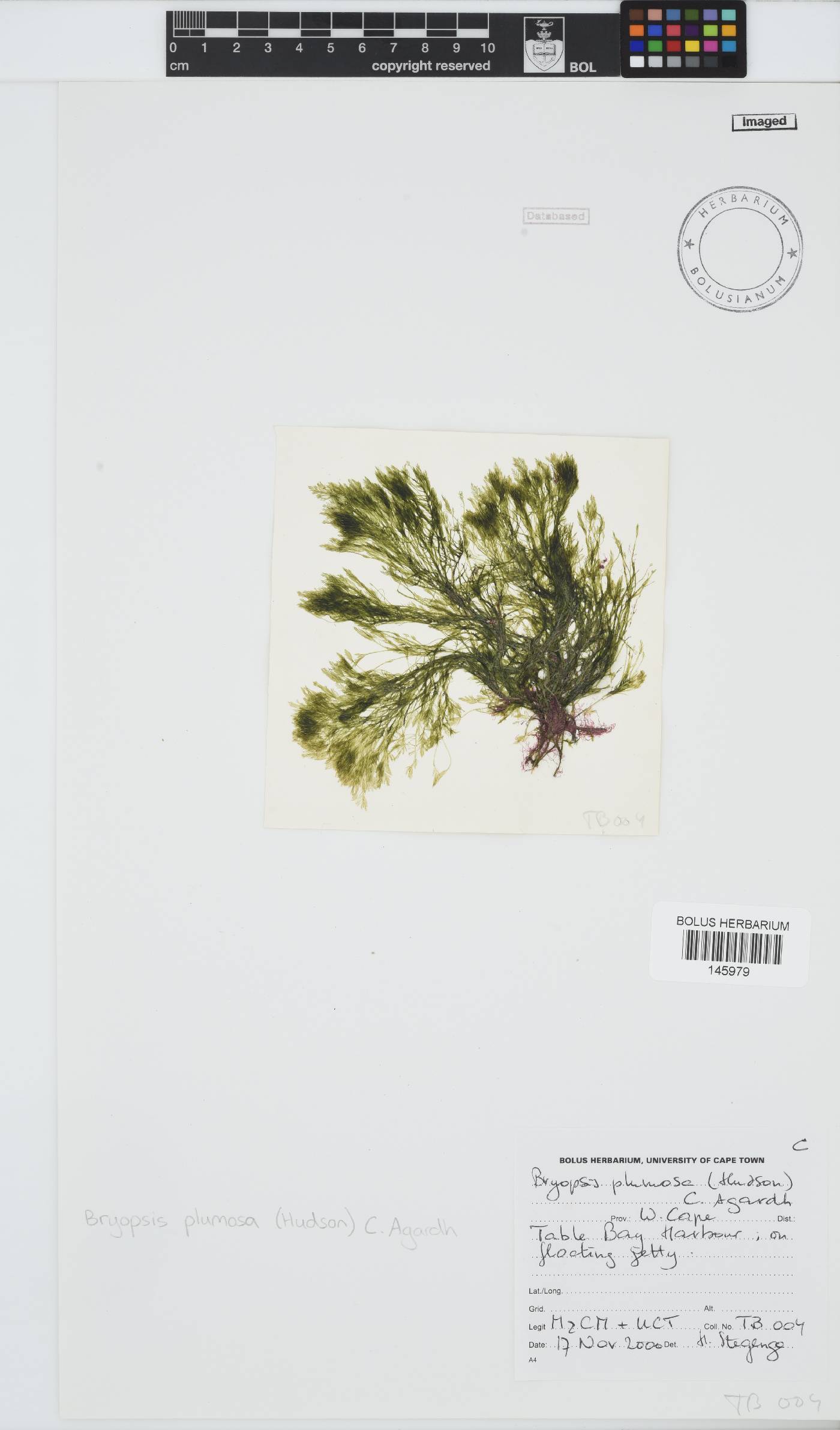 Bryopsis plumosa image