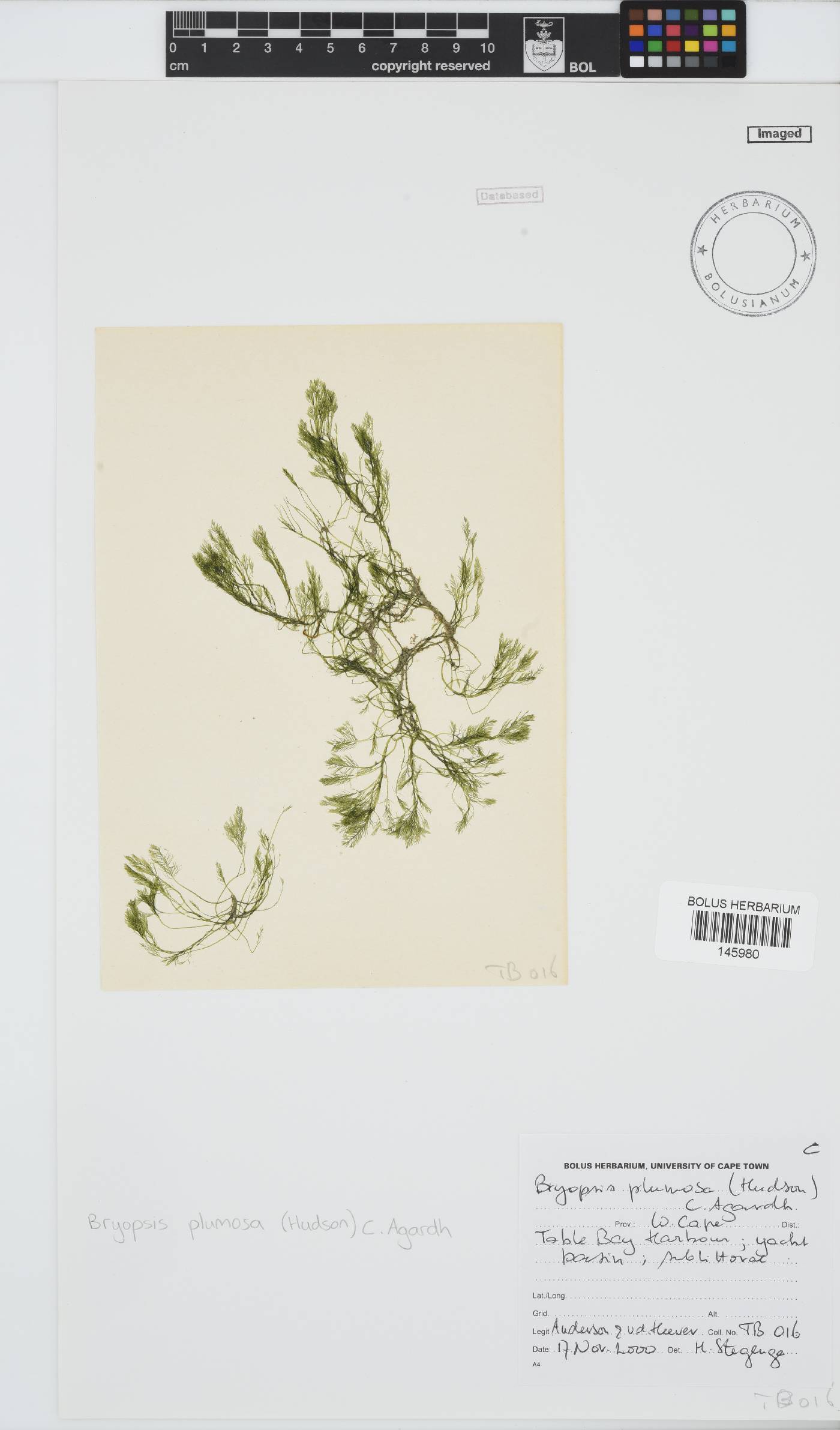 Bryopsis plumosa image