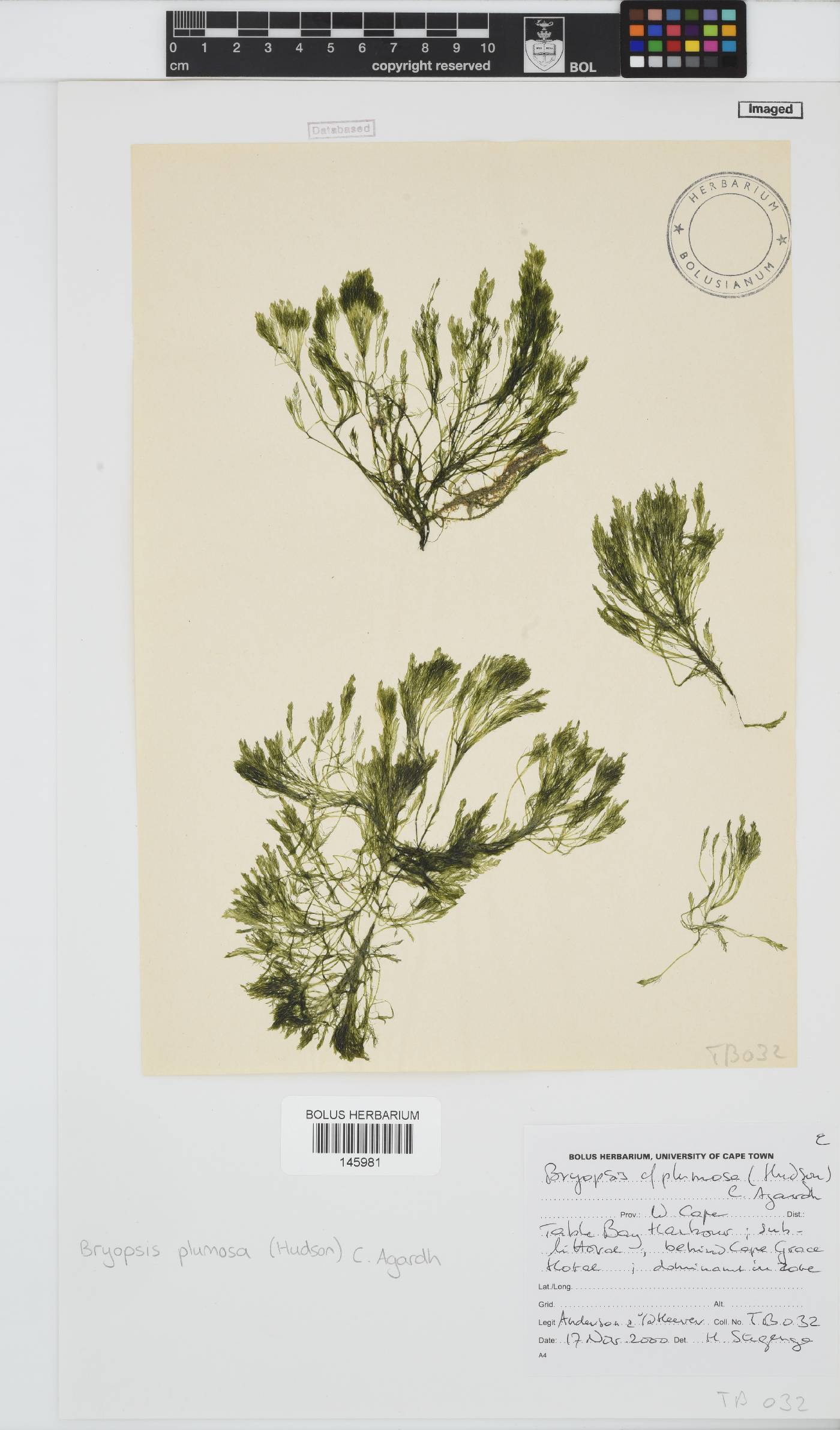 Bryopsis plumosa image