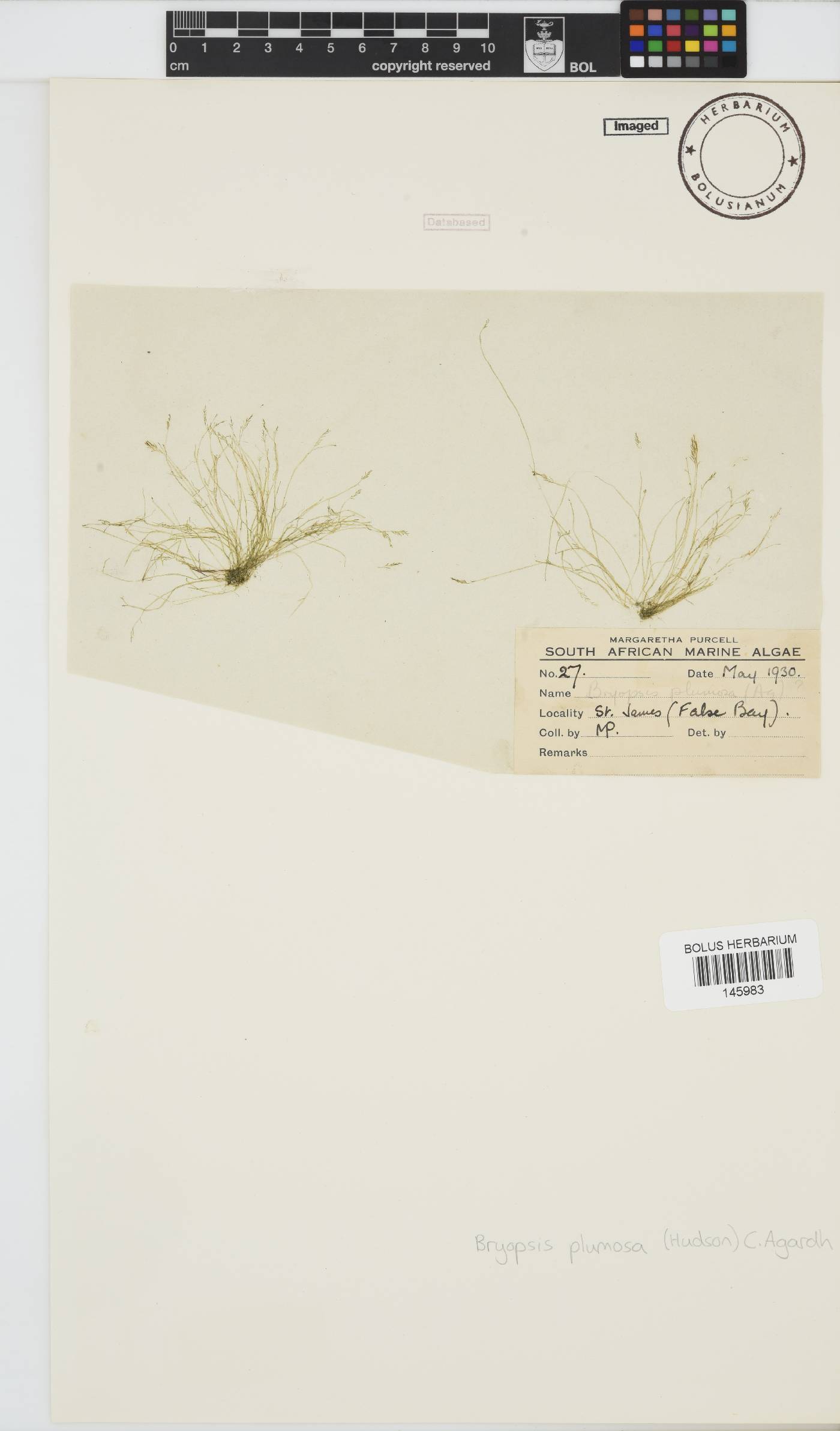 Bryopsis plumosa image