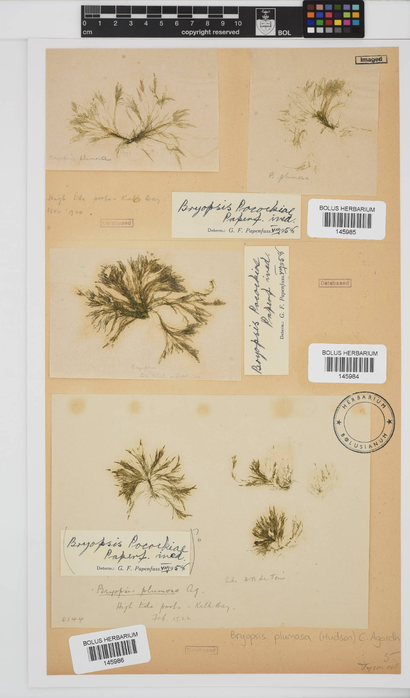 Bryopsis plumosa image