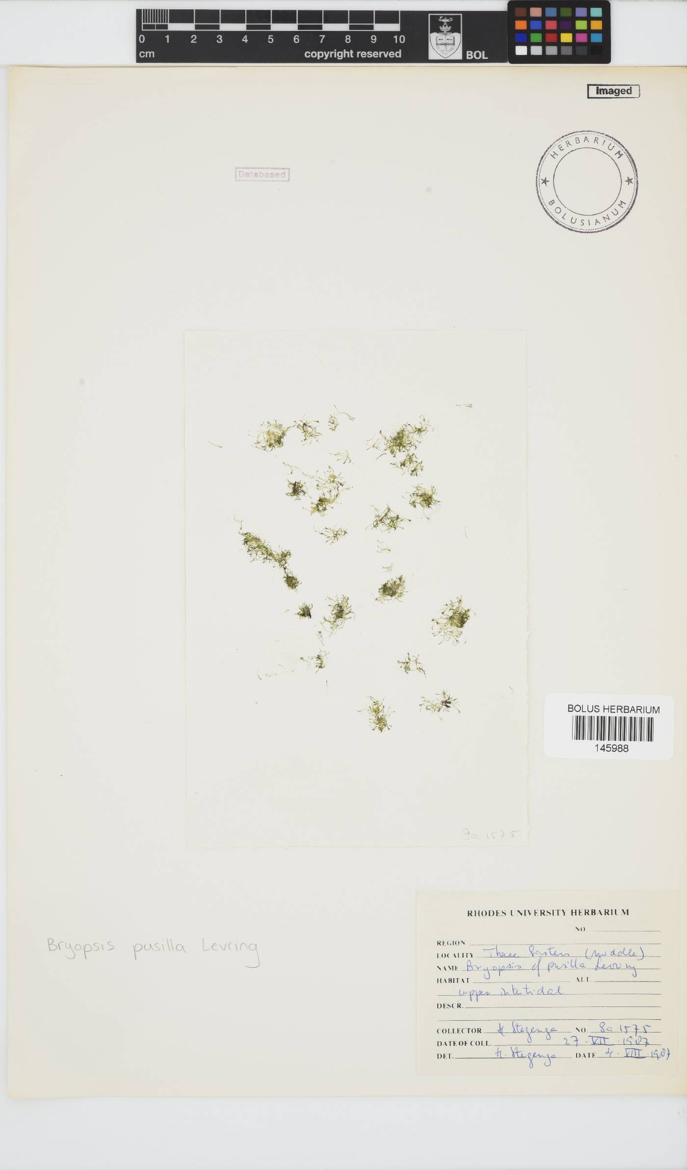 Bryopsis pusilla image