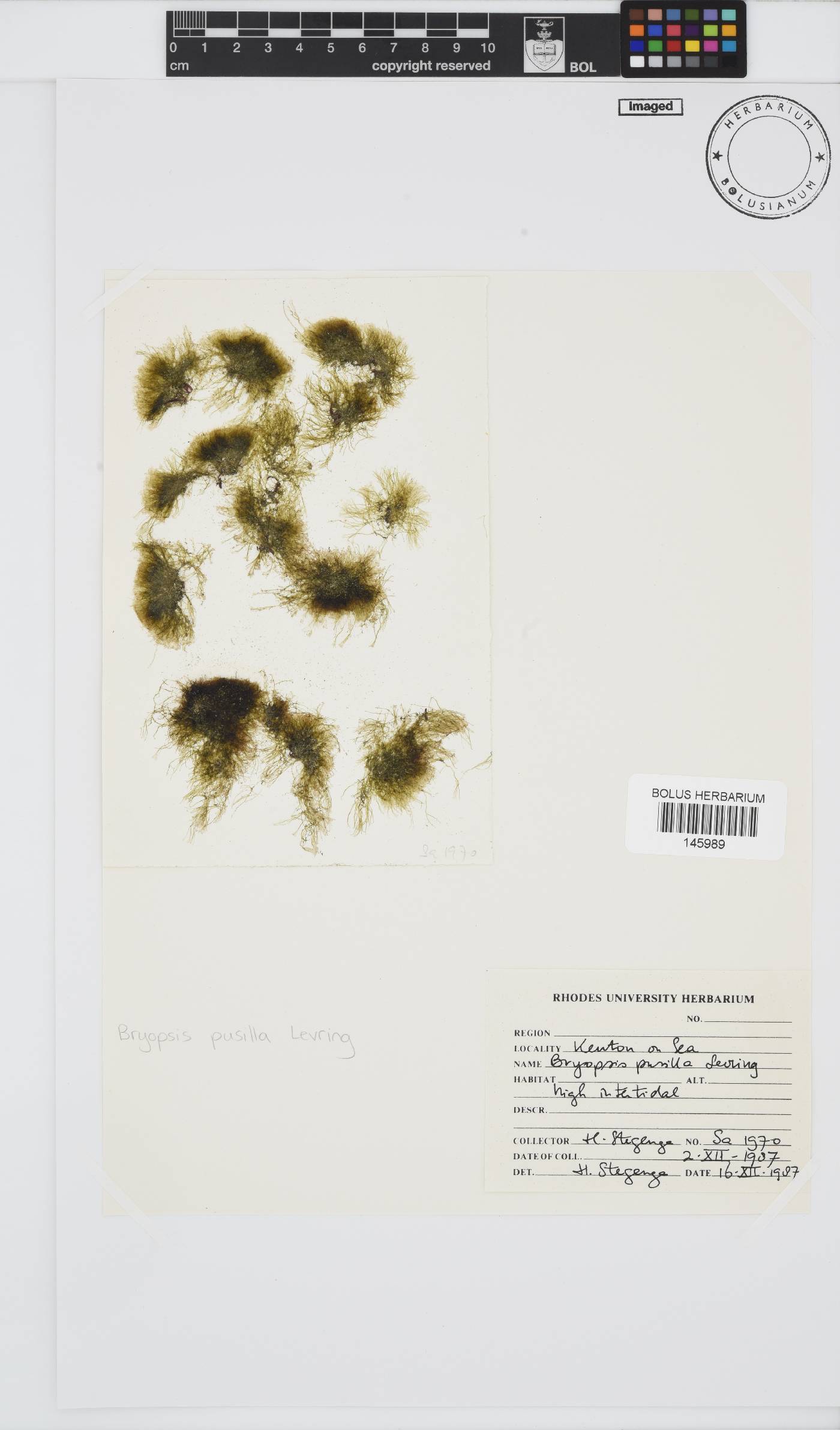 Bryopsis pusilla image