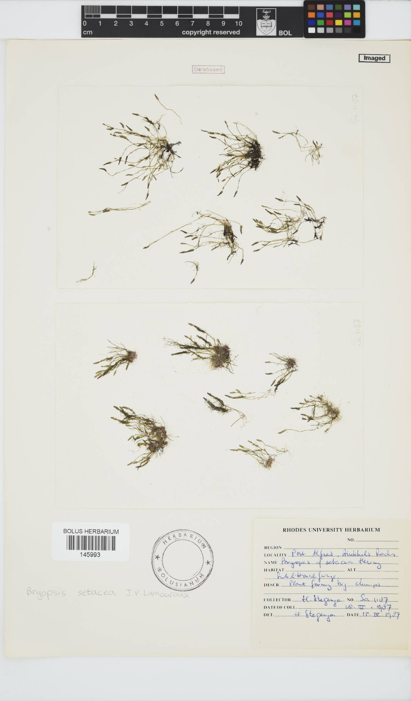 Bryopsis setacea image