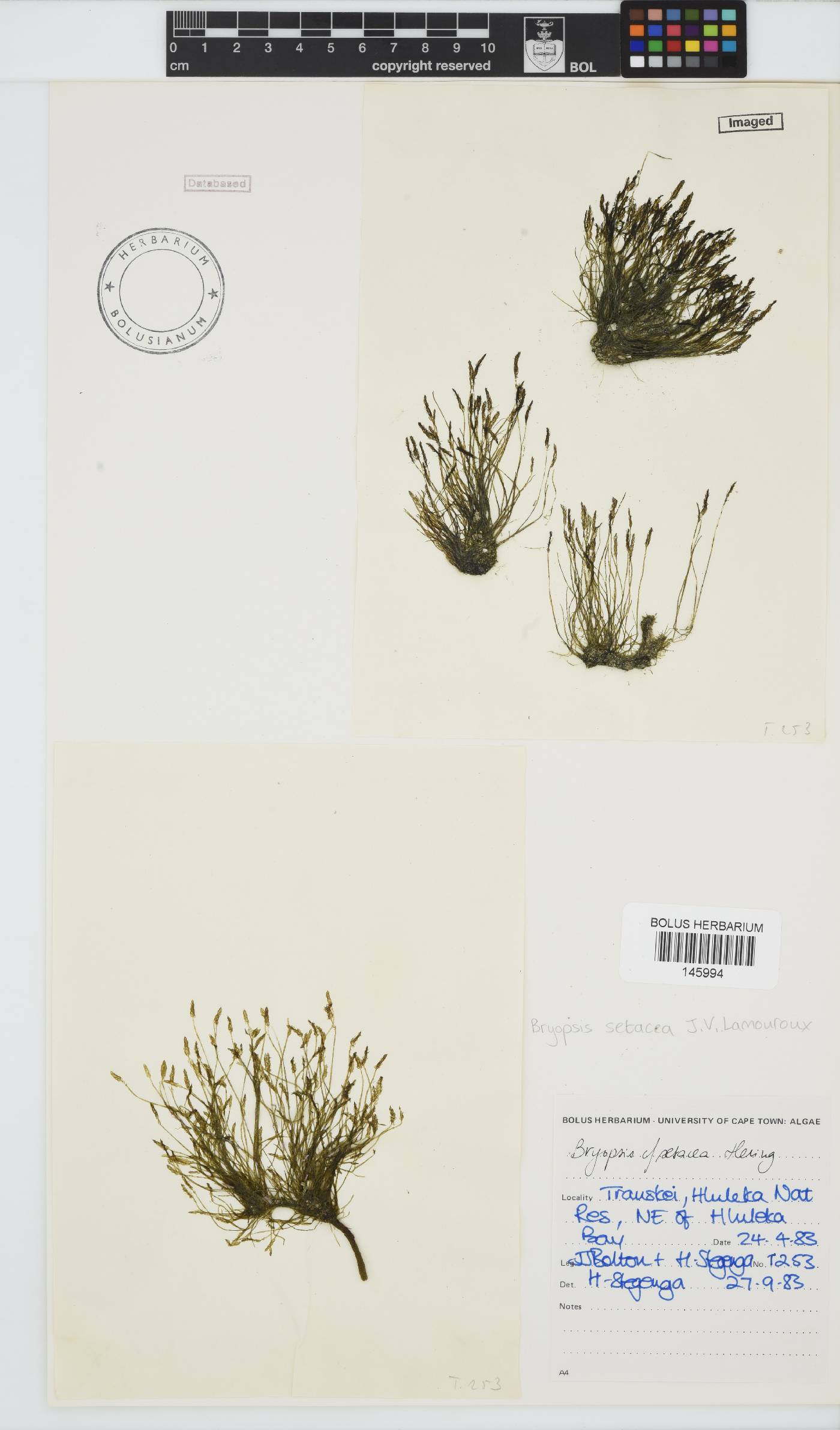 Bryopsis setacea image