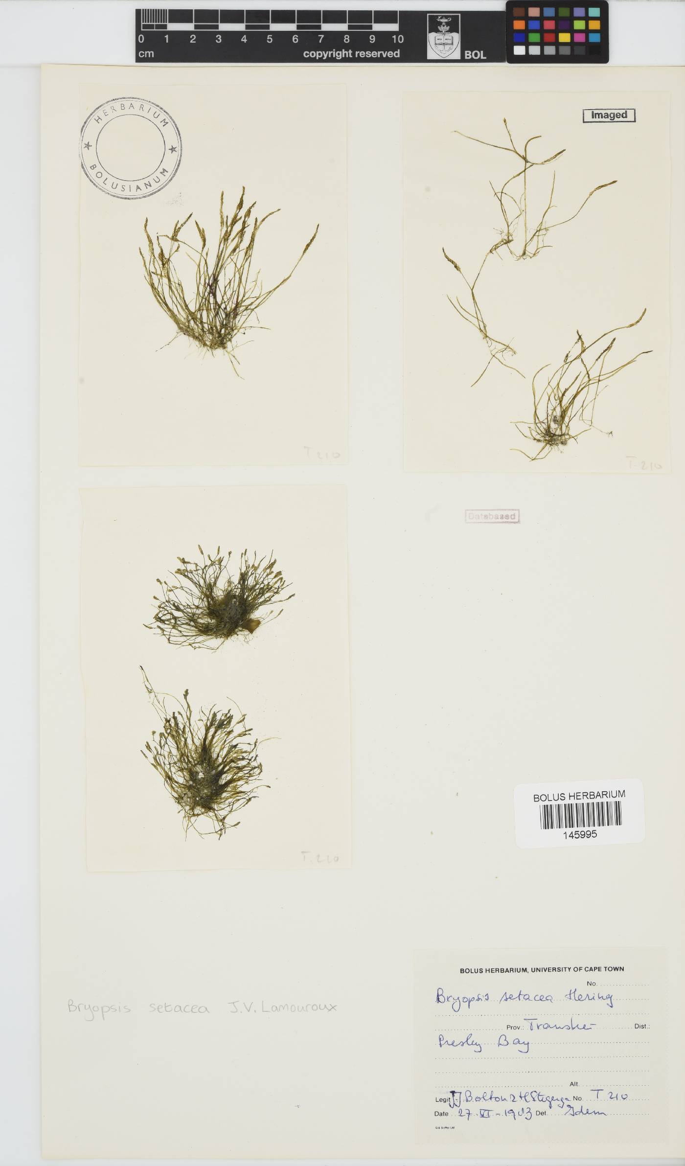 Bryopsis setacea image