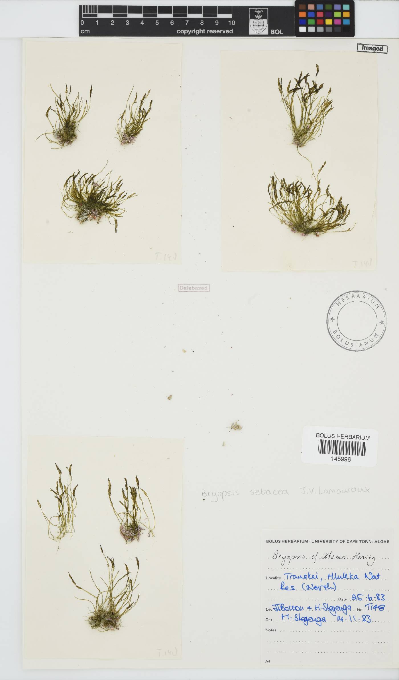 Bryopsis setacea image