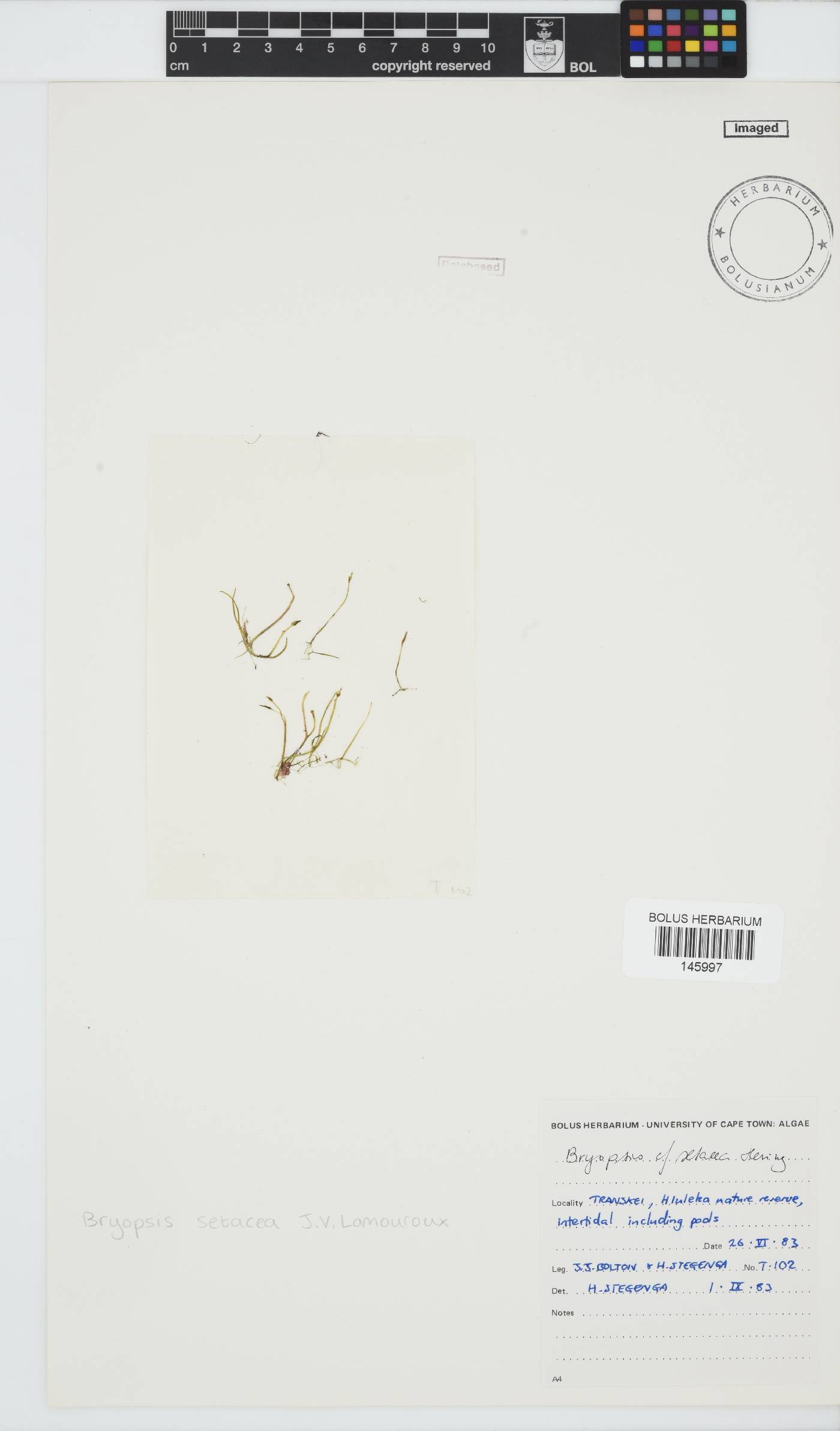 Bryopsis setacea image